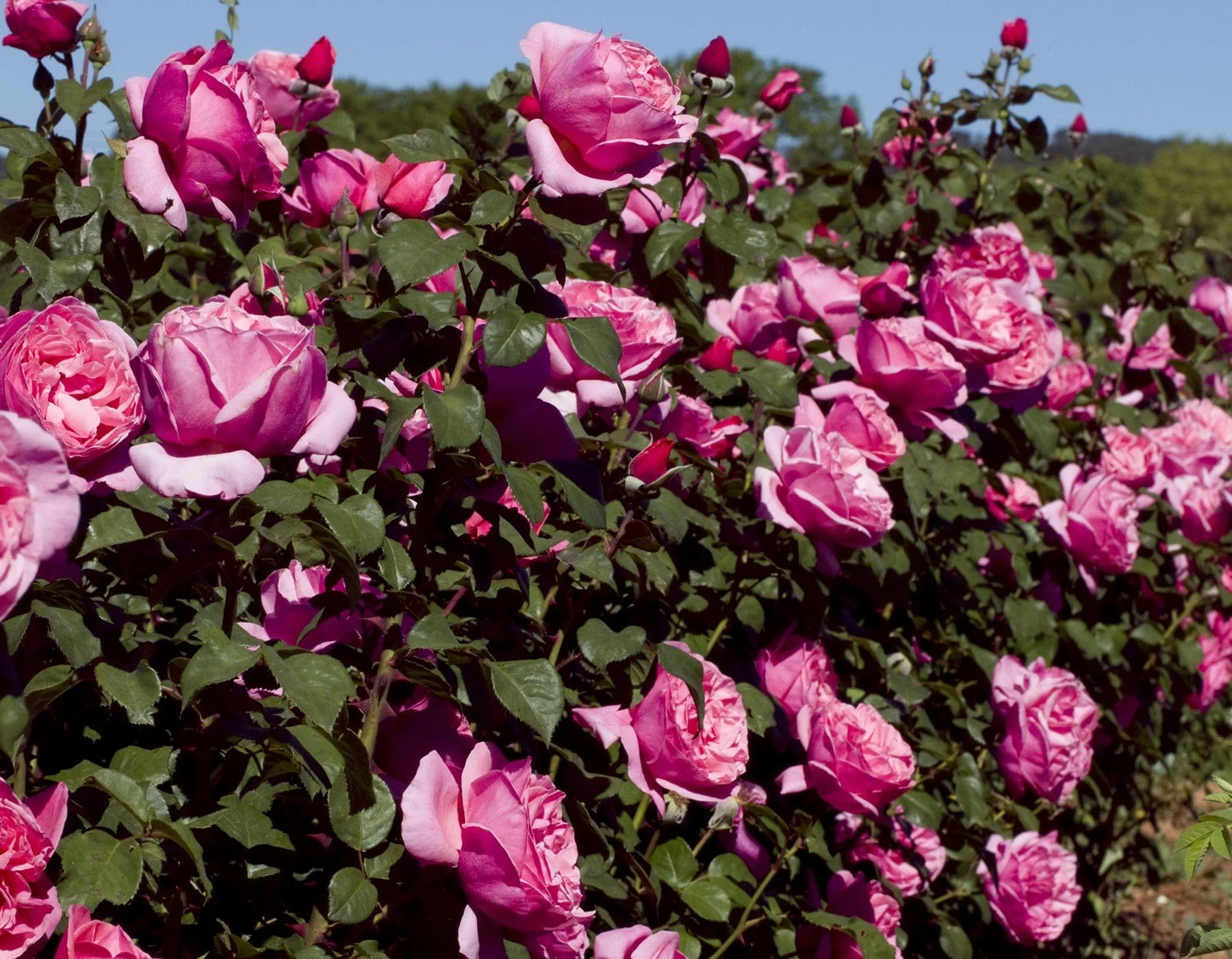 Dee-Lish - Star Roses and Plants - Image 3