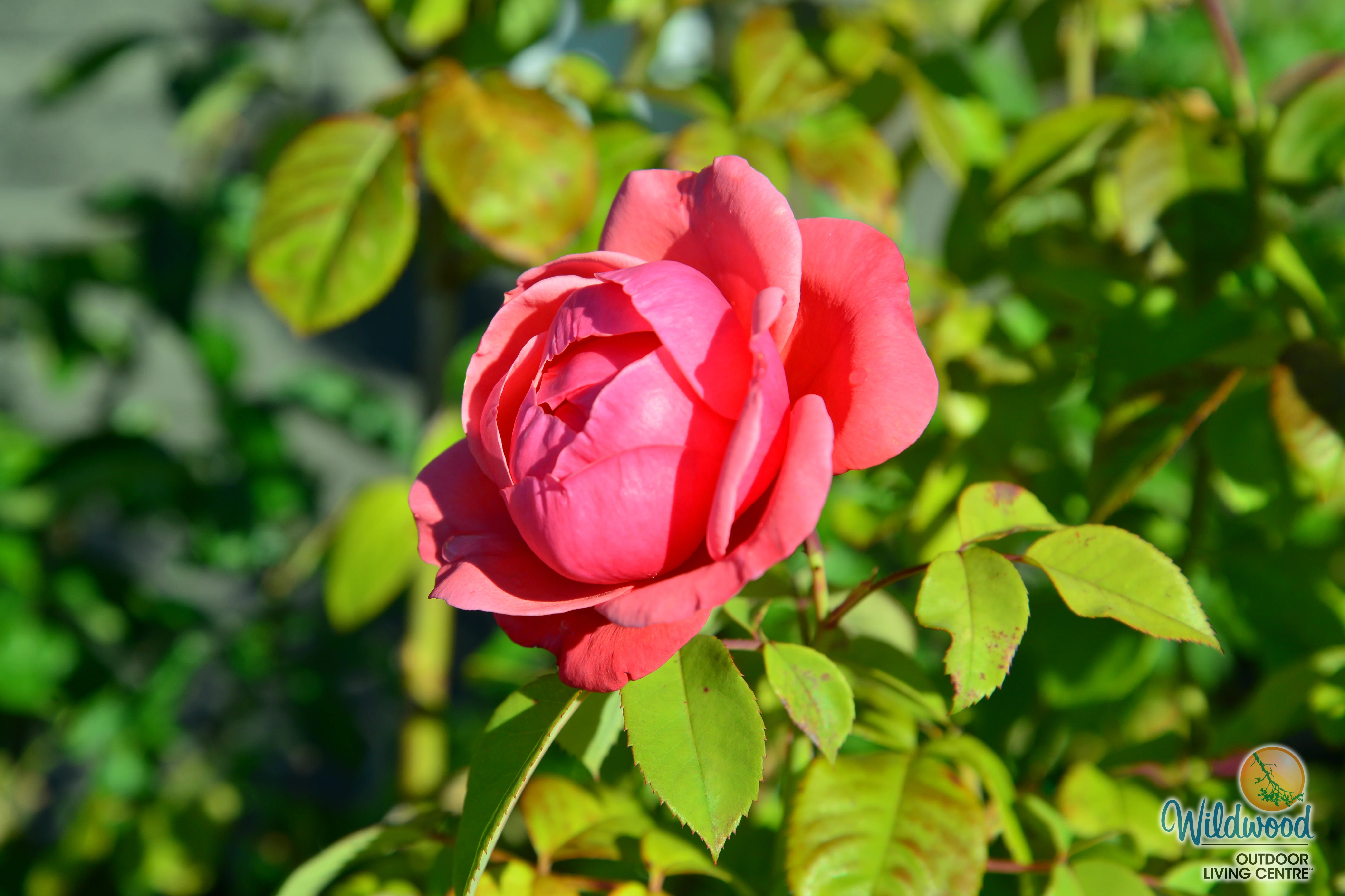Dee-Lish - Star Roses and Plants - Image 5