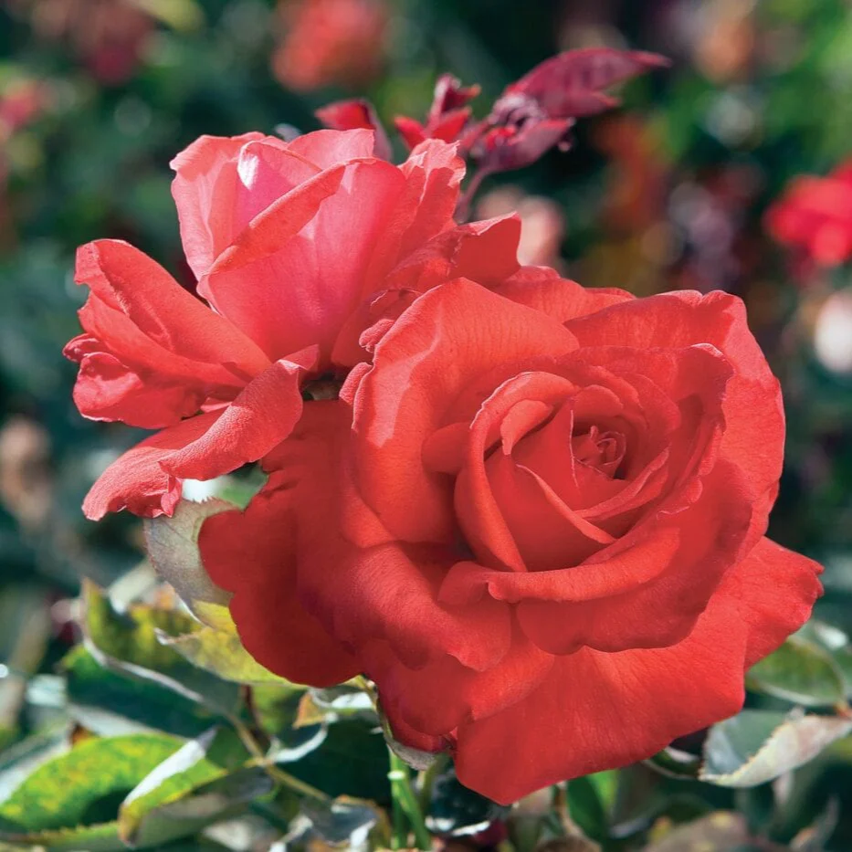 Dolly Parton - Star Roses and Plants