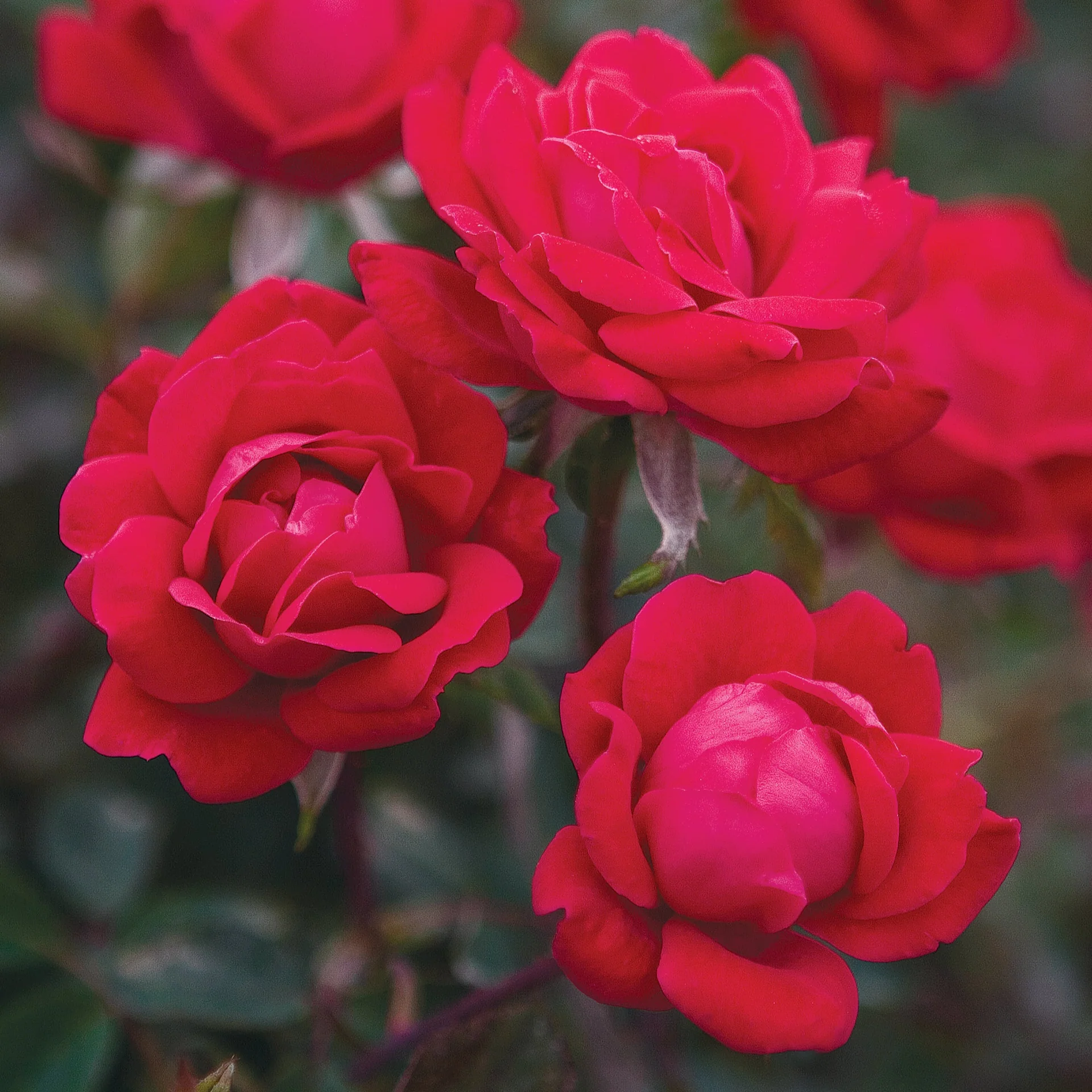 Double Knock Out - Star Roses and Plants