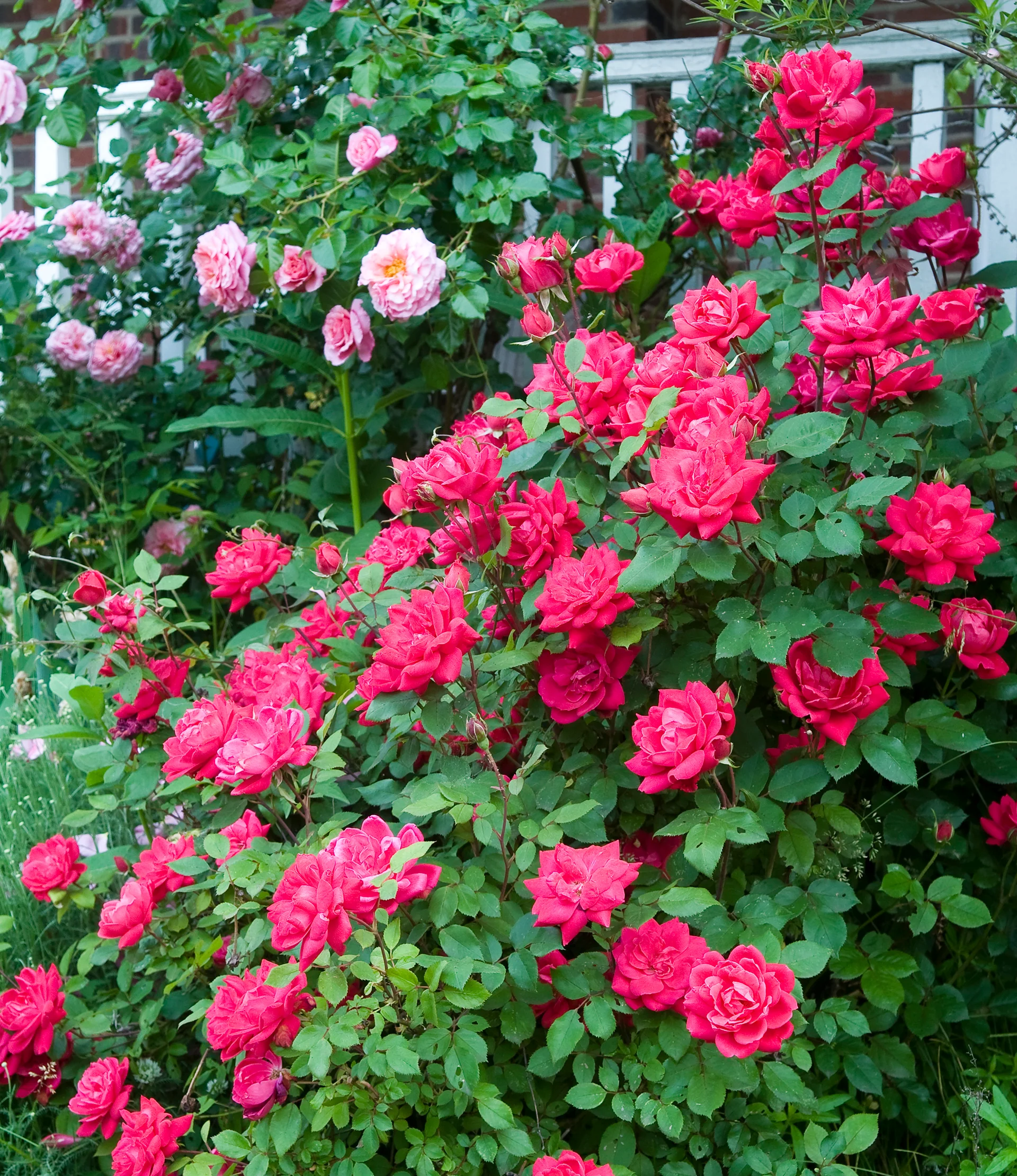 Double Knock Out - Star Roses and Plants - Image 2