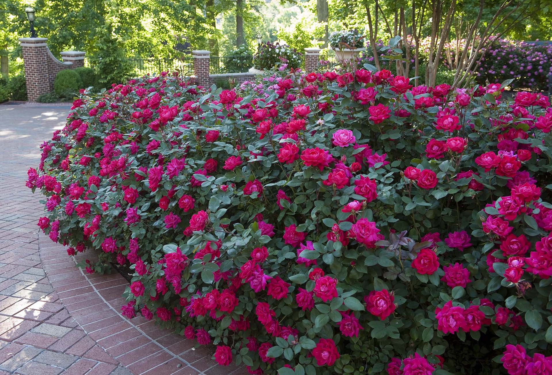 Double Knock Out - Star Roses and Plants - Image 3
