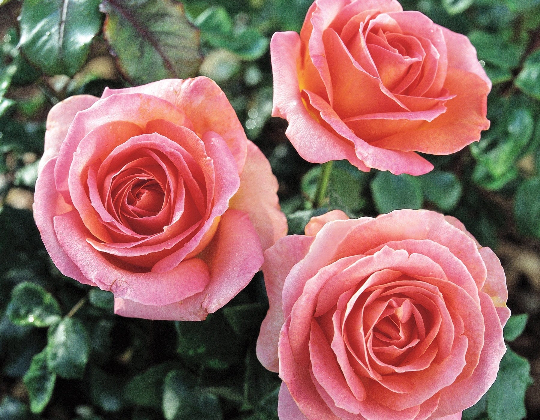 Elle - Star Roses and Plants - Image 2