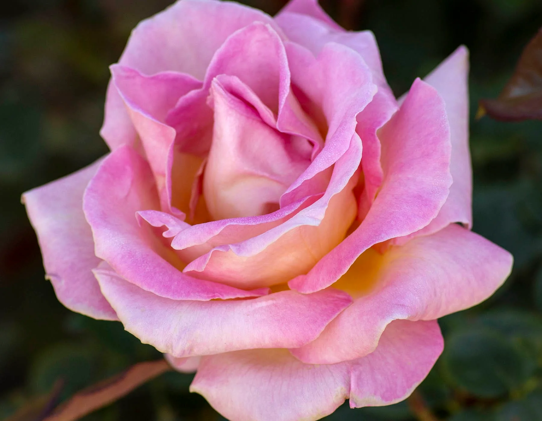 Elle - Star Roses and Plants - Image 3