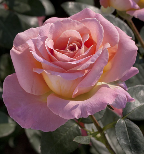 Elle - Star Roses and Plants - Image 4