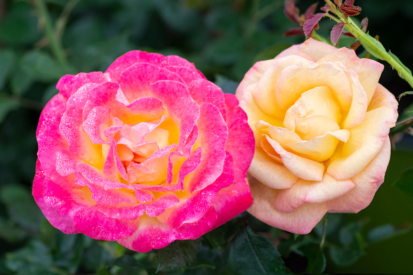 Enchanted Peace - Star Roses and Plants - Image 2
