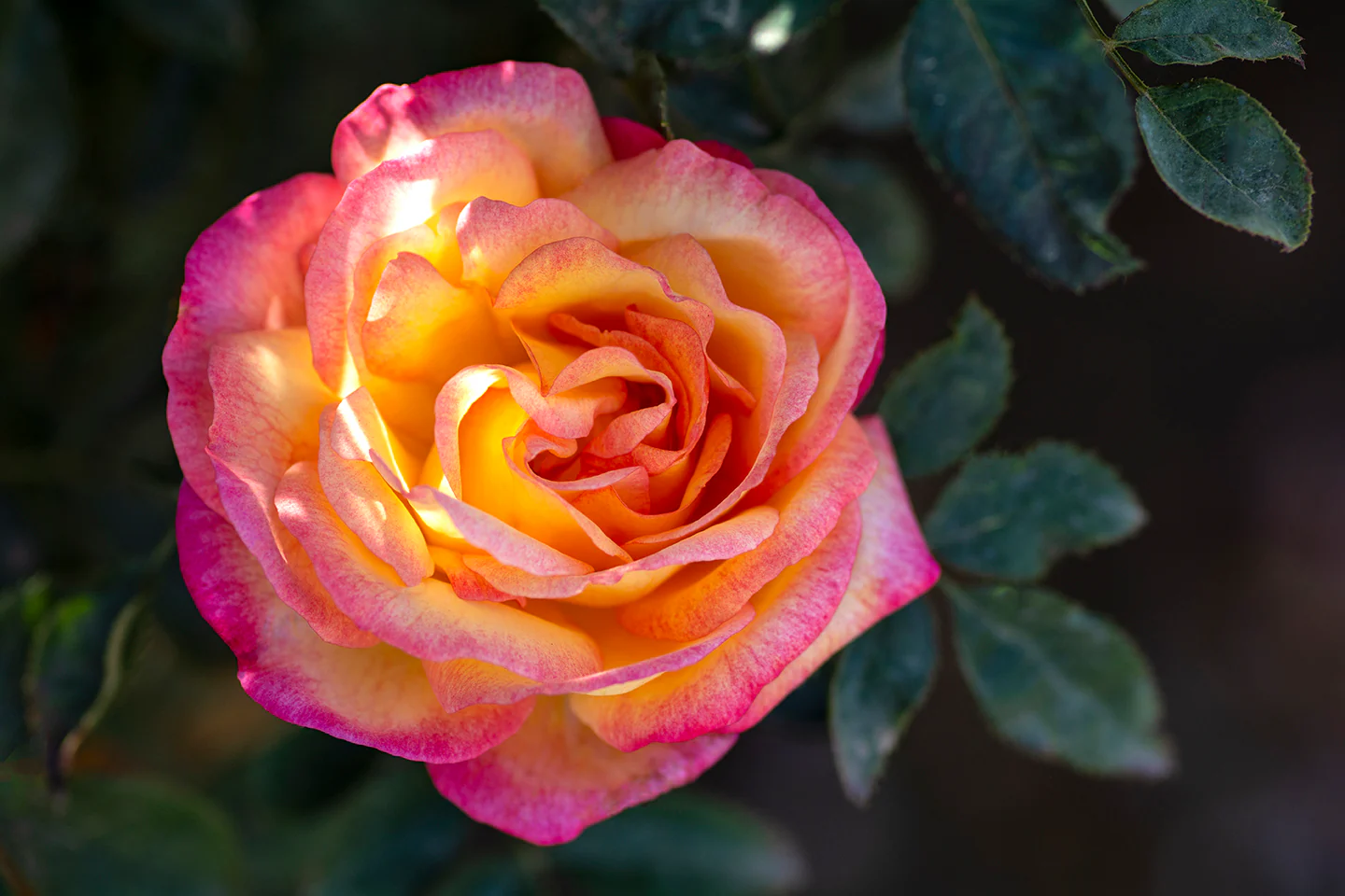 Enchanted Peace - Star Roses and Plants - Image 3