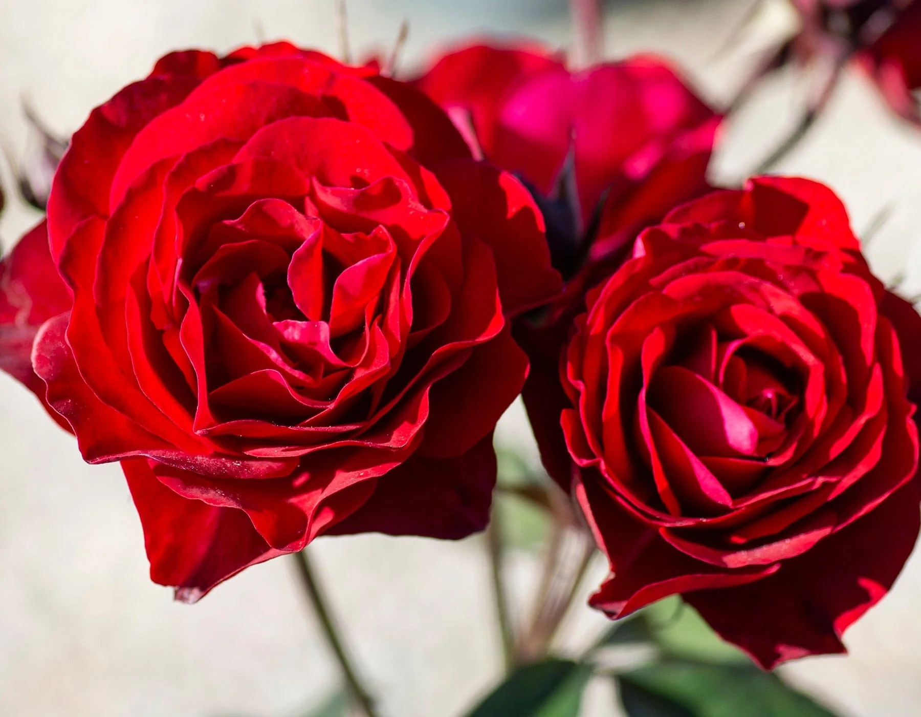 Europeana - Star Roses and Plants - Image 2