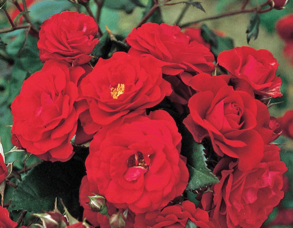 Europeana - Star Roses and Plants - Image 3