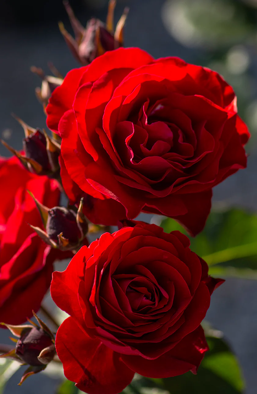 Europeana - Star Roses and Plants - Image 4