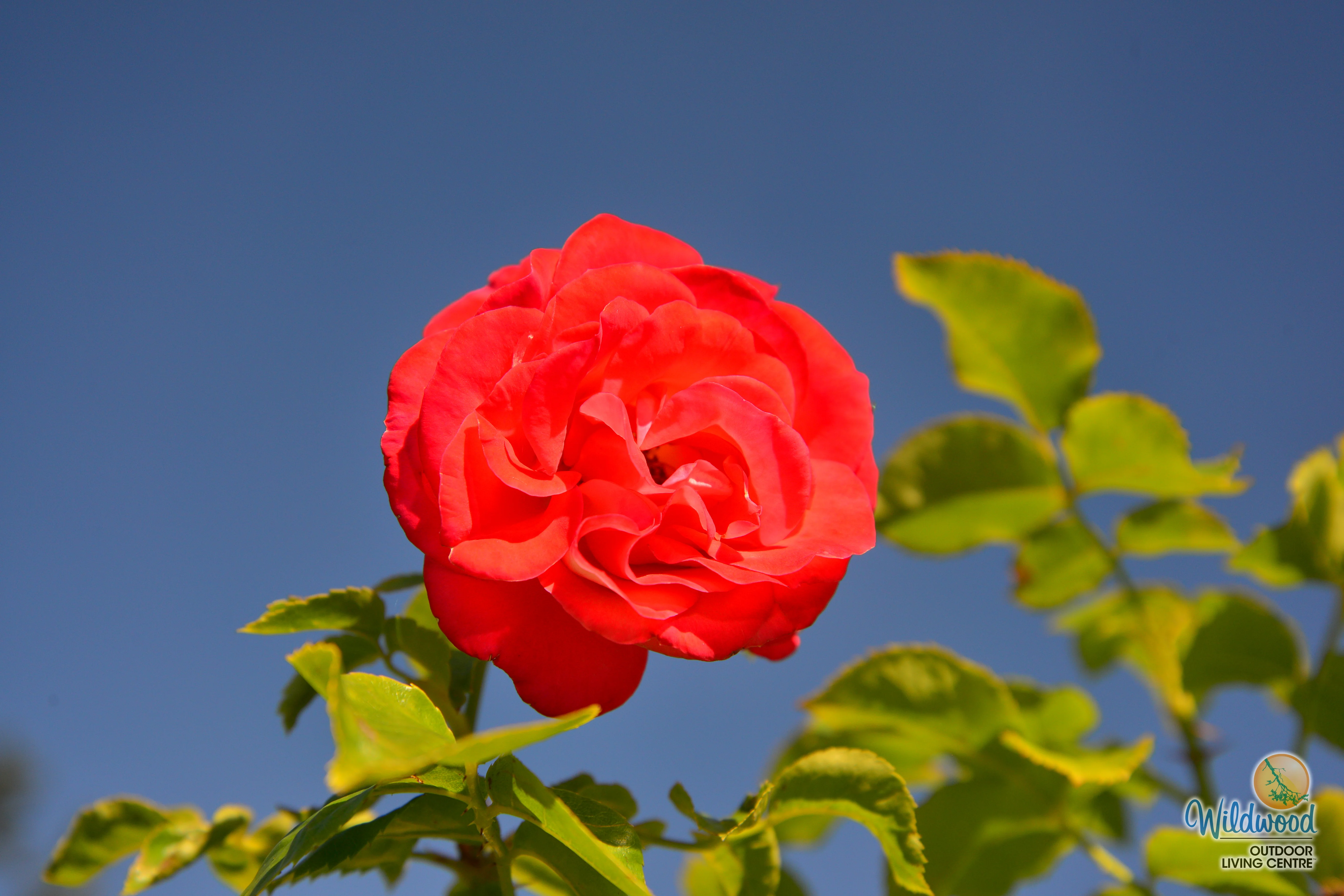 Europeana - Star Roses and Plants - Image 5