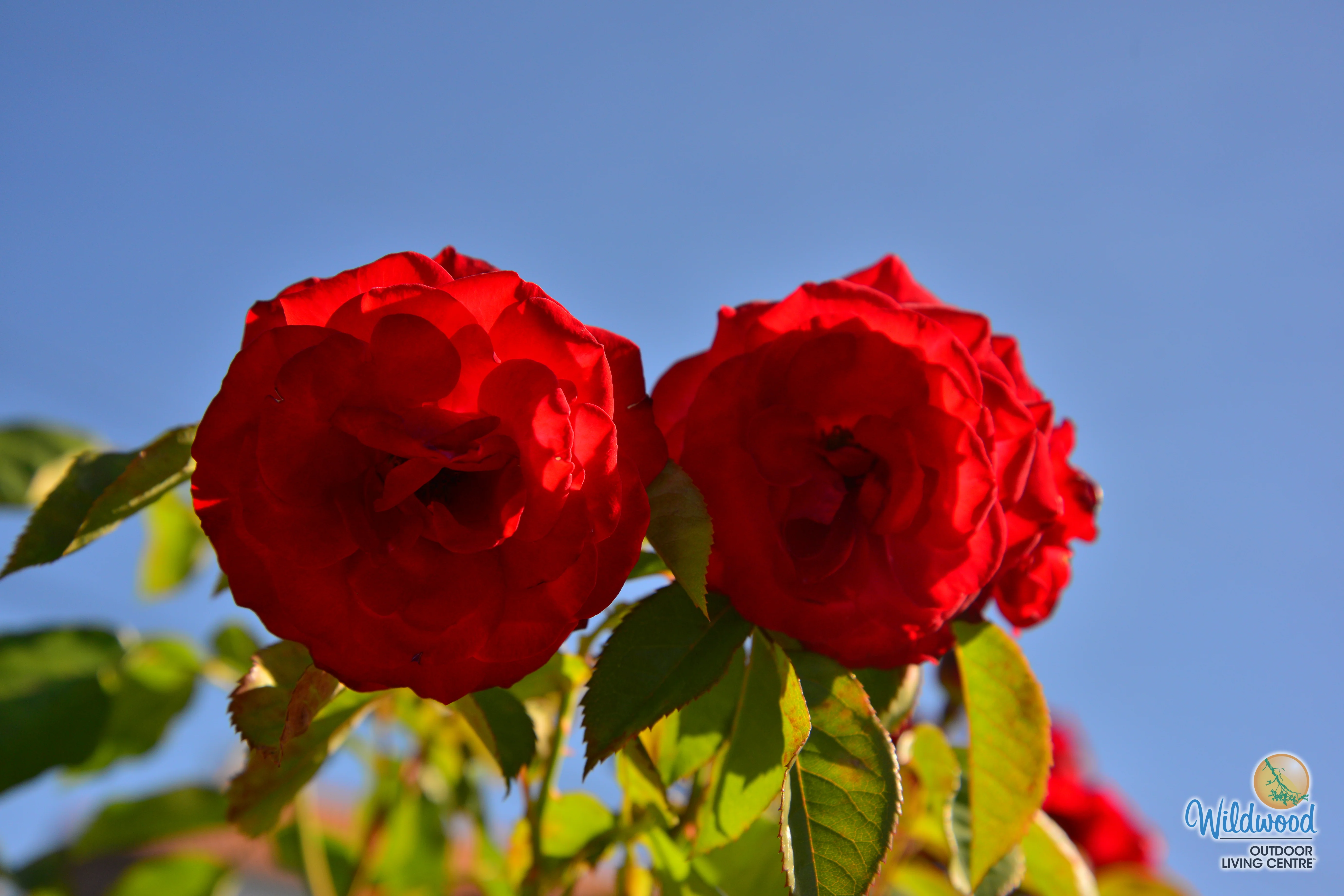 Europeana - Star Roses and Plants - Image 6
