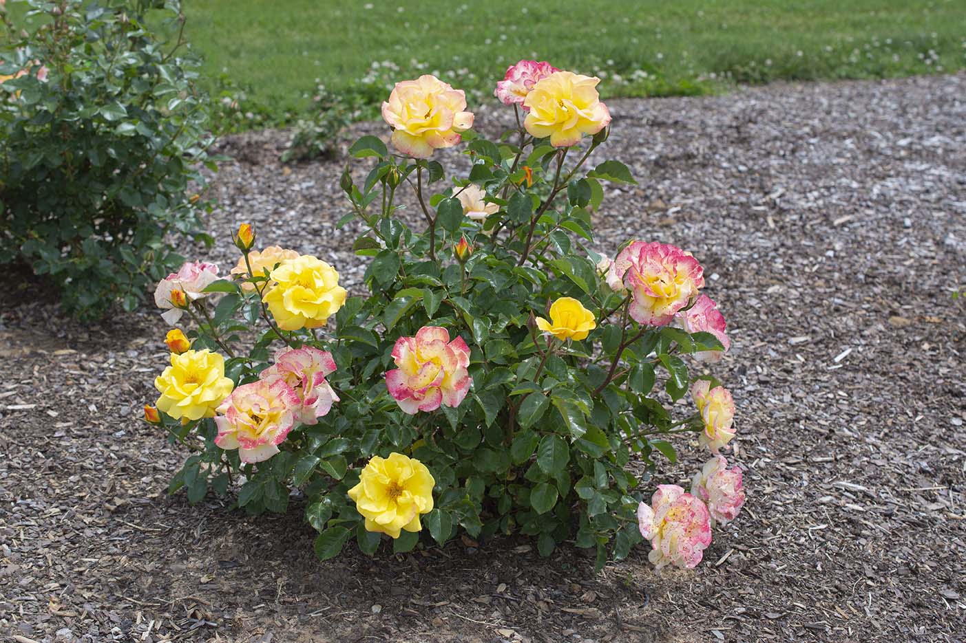Veranda® Fiesta - Kordes® Roses - Image 2