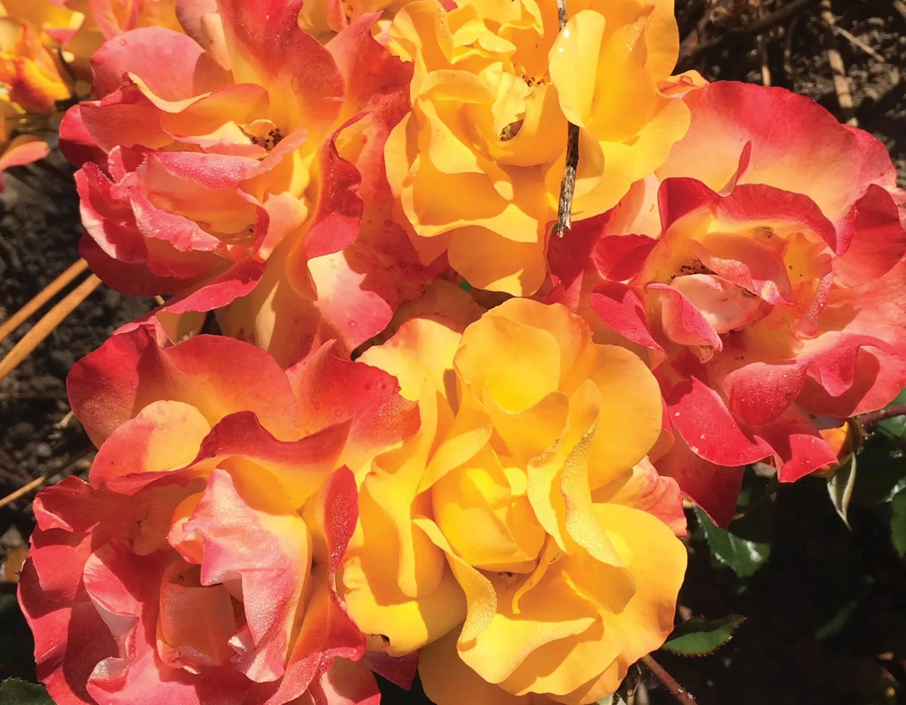 Veranda® Fiesta - Kordes® Roses - Image 3