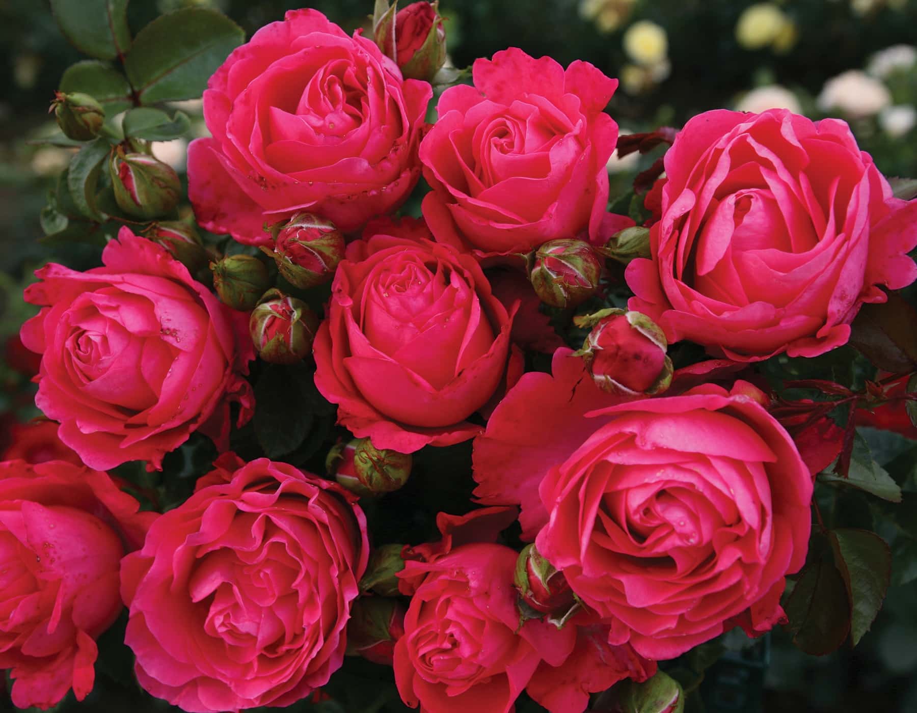 Eleganza® Fiji™ - Kordes® Roses - Image 2