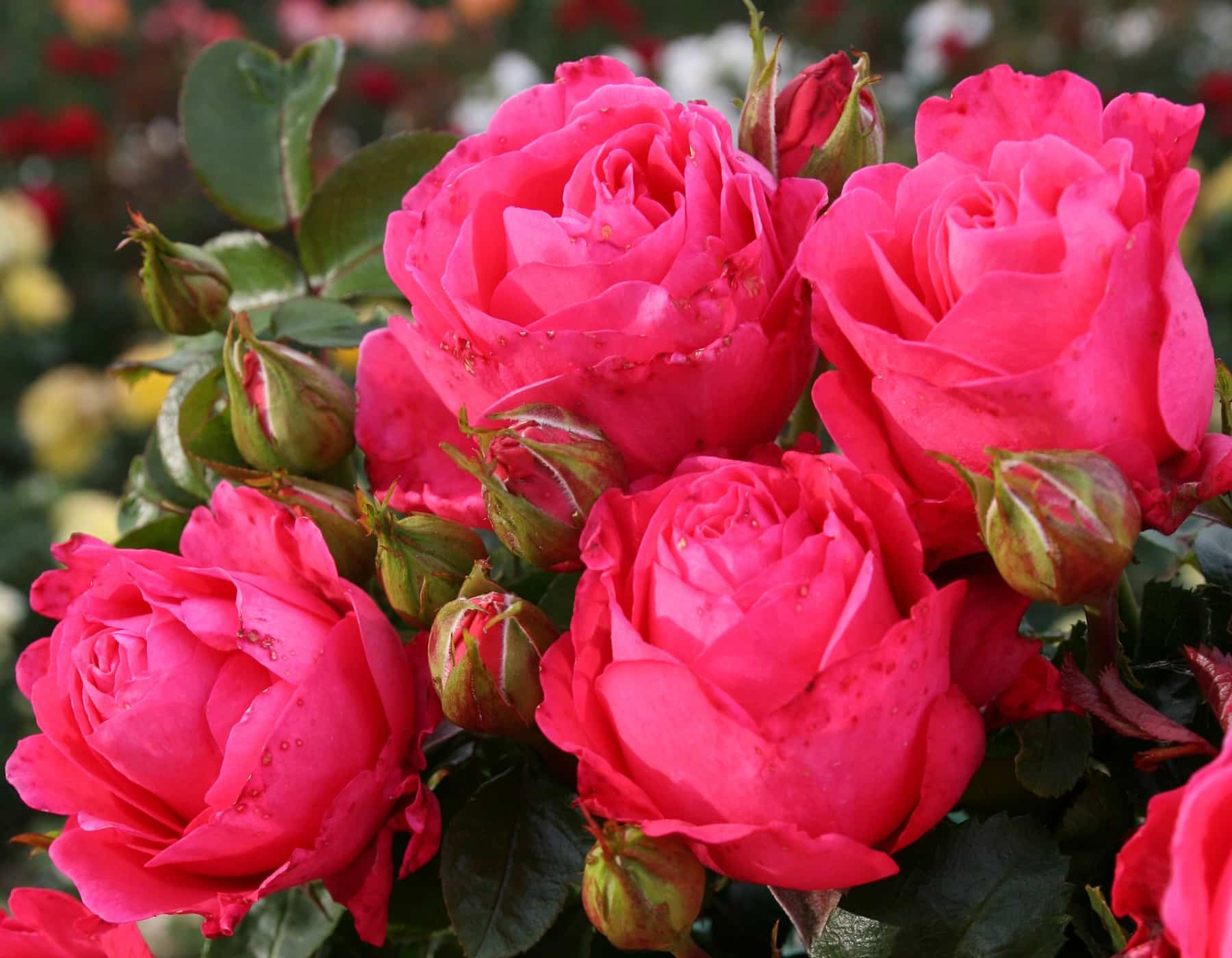 Eleganza® Fiji™ - Kordes® Roses - Image 3
