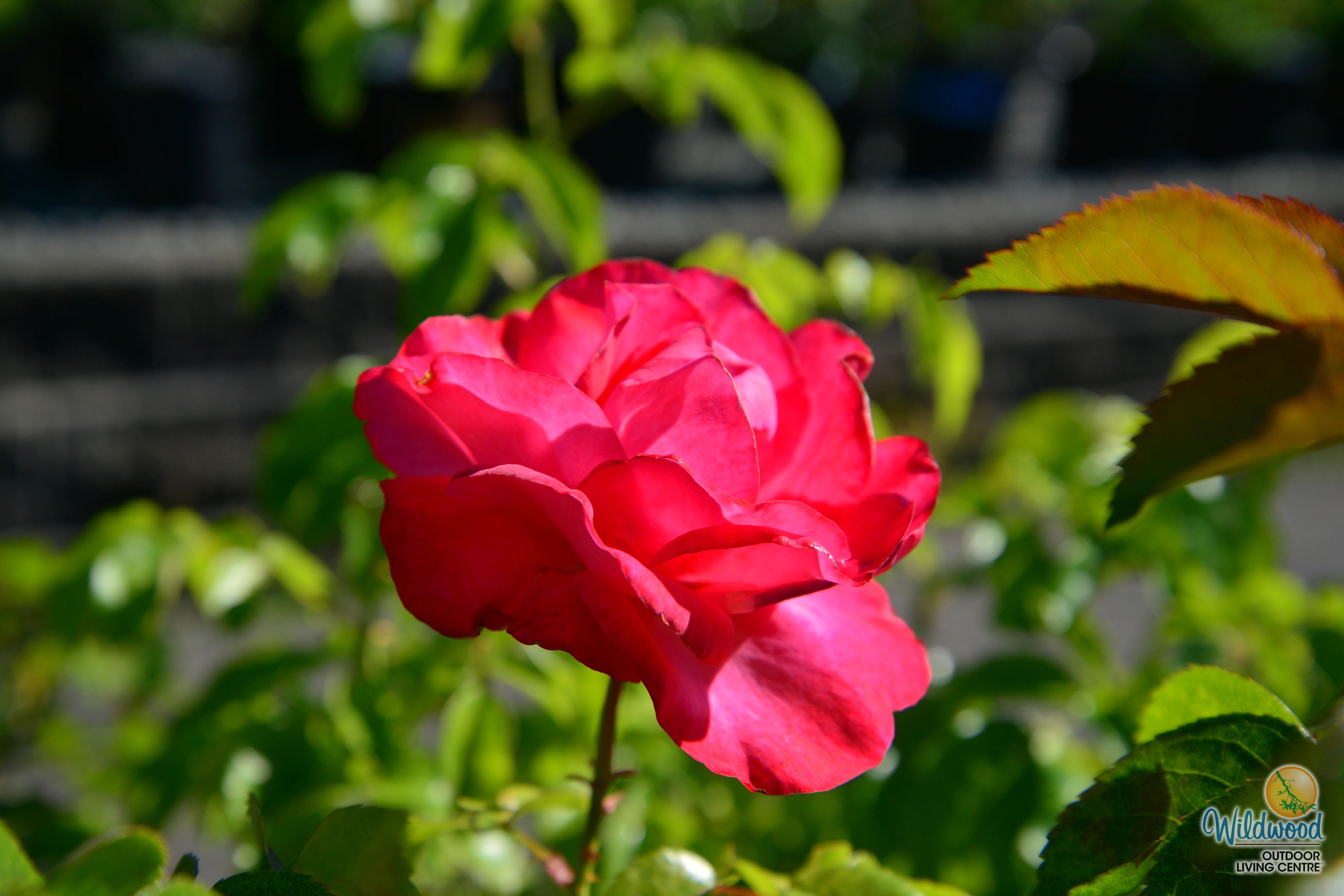 Eleganza® Fiji™ - Kordes® Roses - Image 4