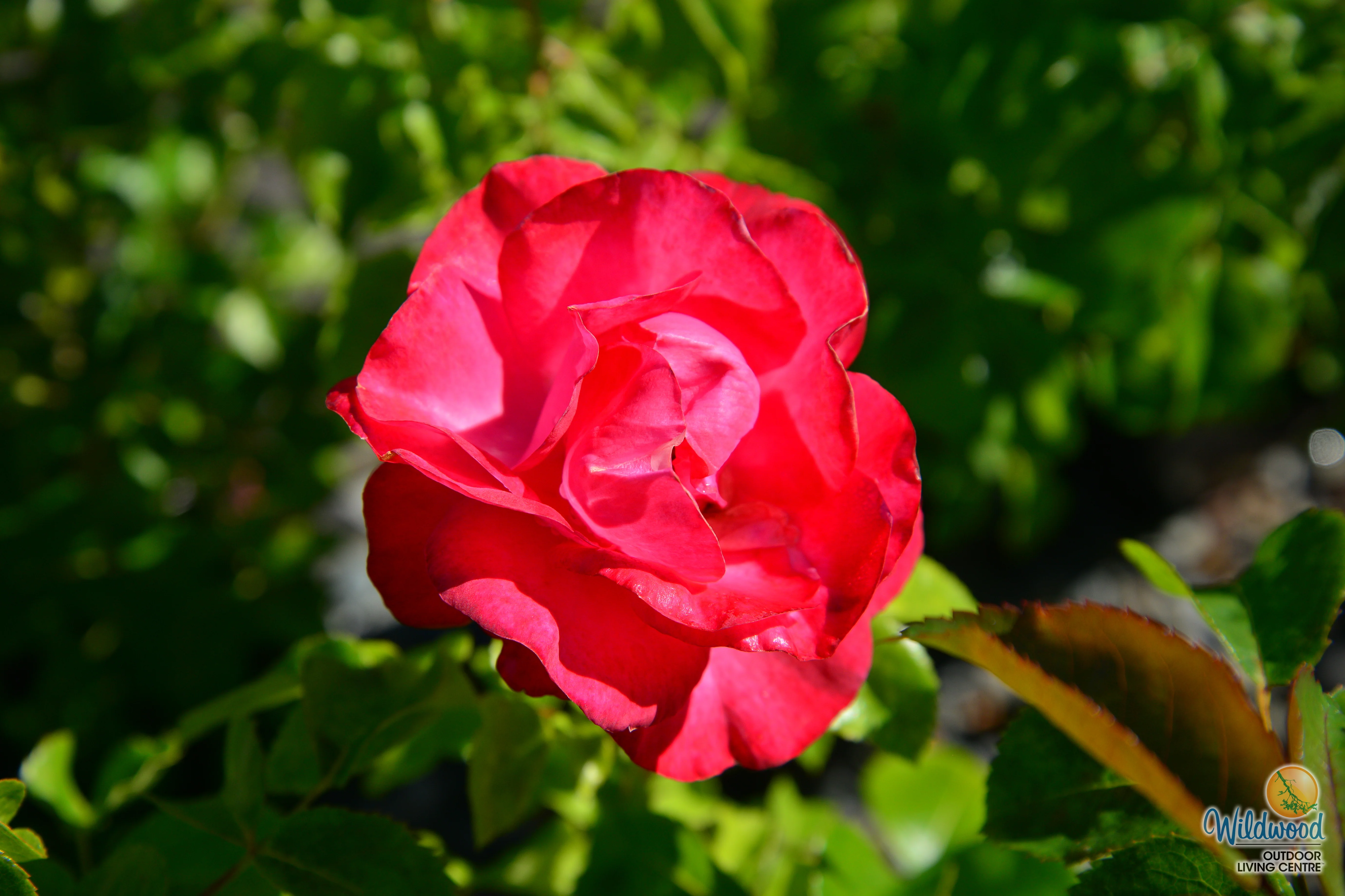 Eleganza® Fiji™ - Kordes® Roses - Image 5