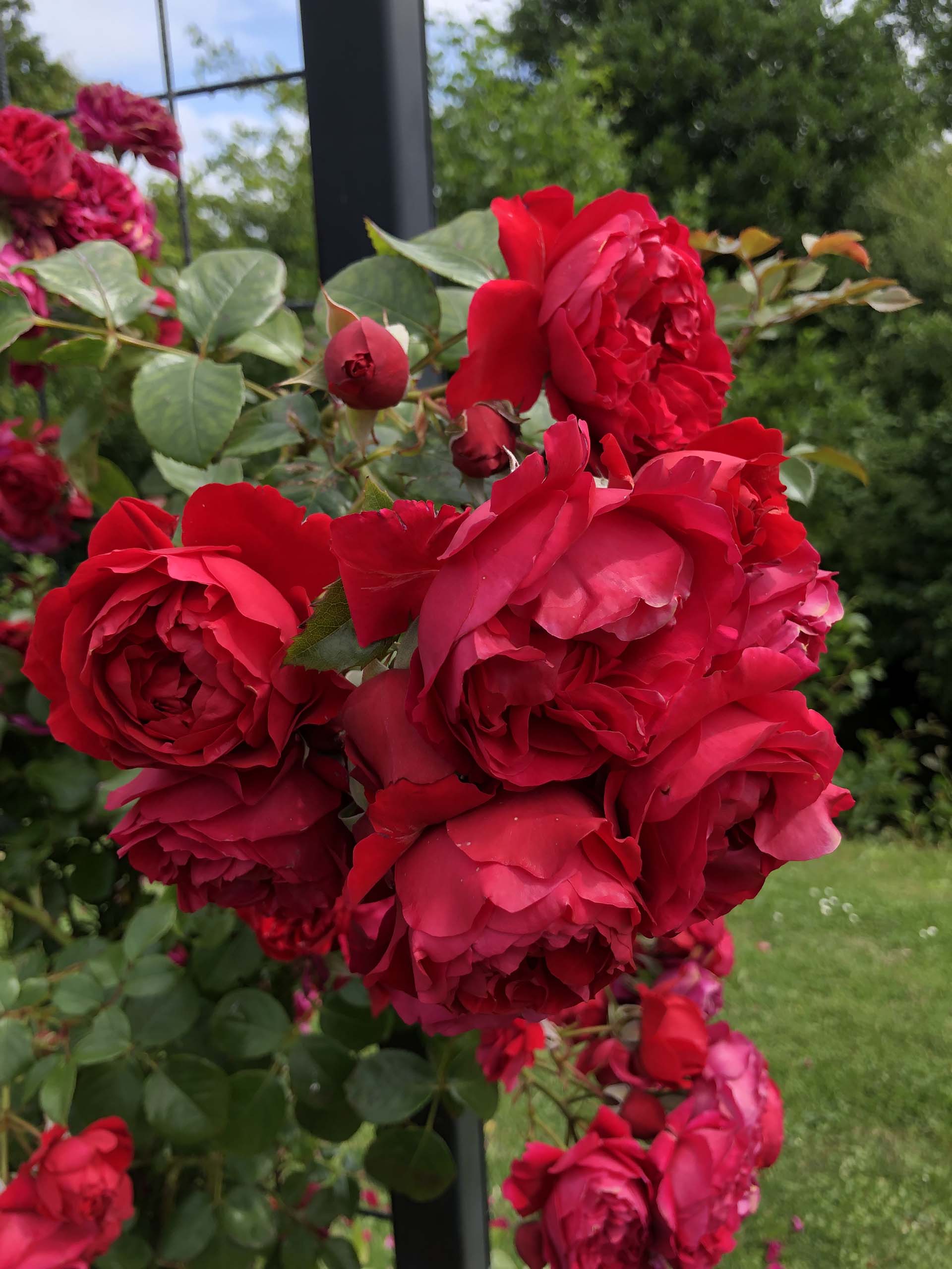 Arborose® Florentina™ - Kordes® Roses - Image 2