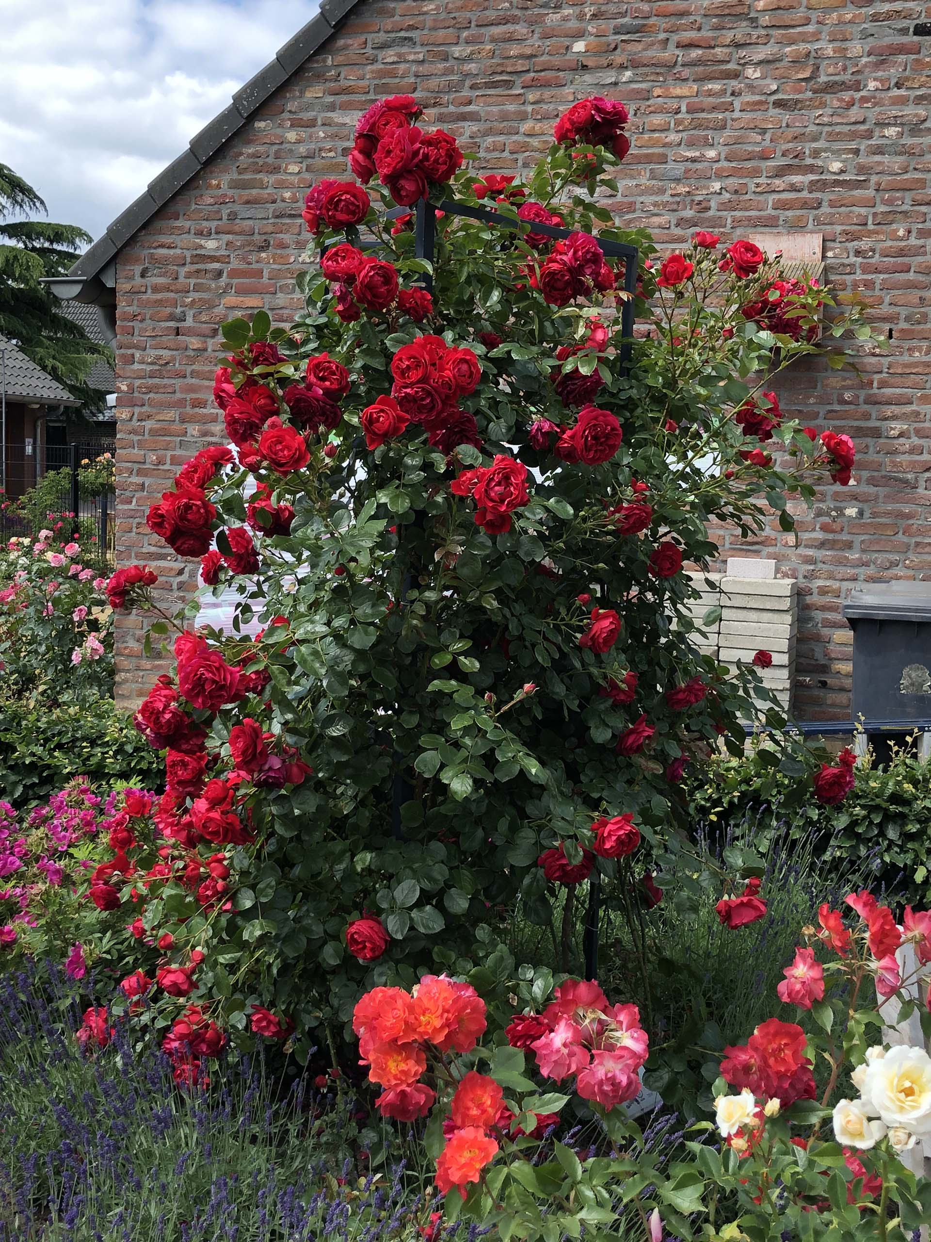 Arborose® Florentina™ - Kordes® Roses - Image 3