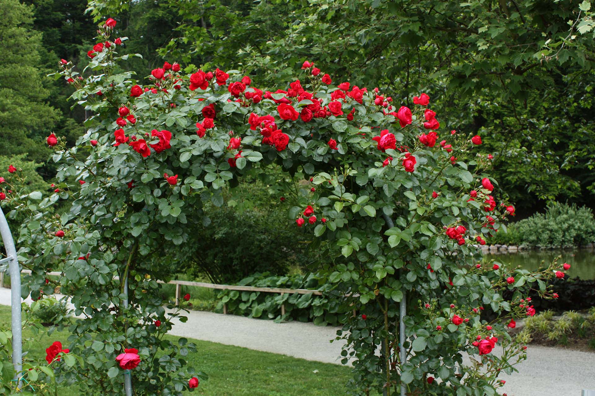 Arborose® Florentina™ - Kordes® Roses - Image 4