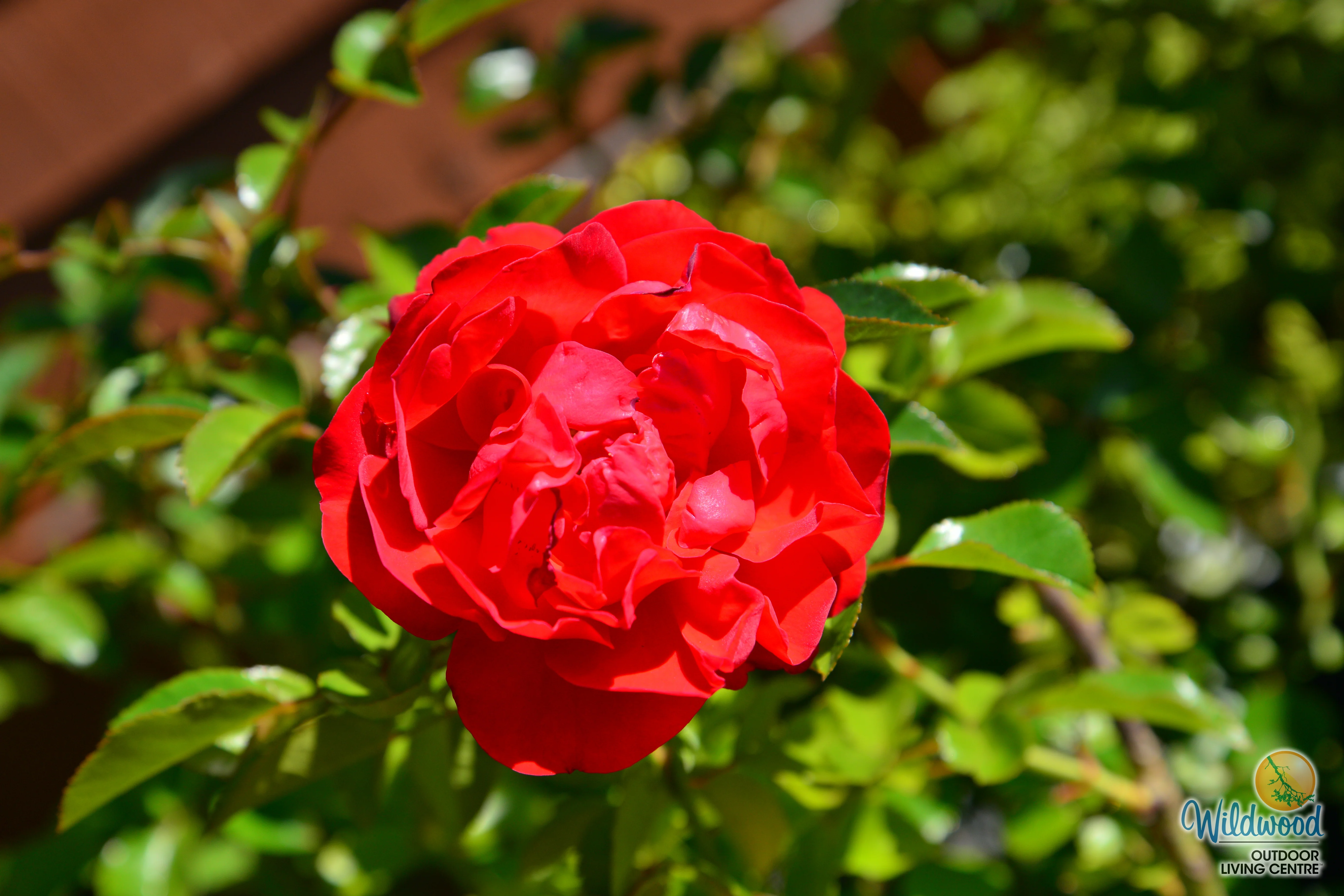 Arborose® Florentina™ - Kordes® Roses - Image 5