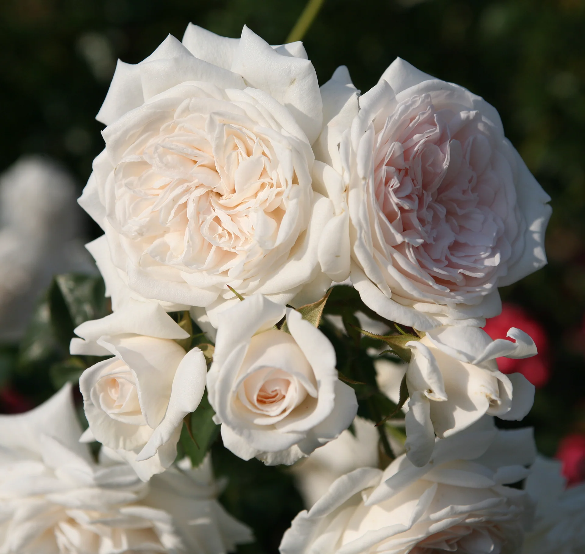 Arborose® Honeymoon™ - Kordes® Roses - Image 2