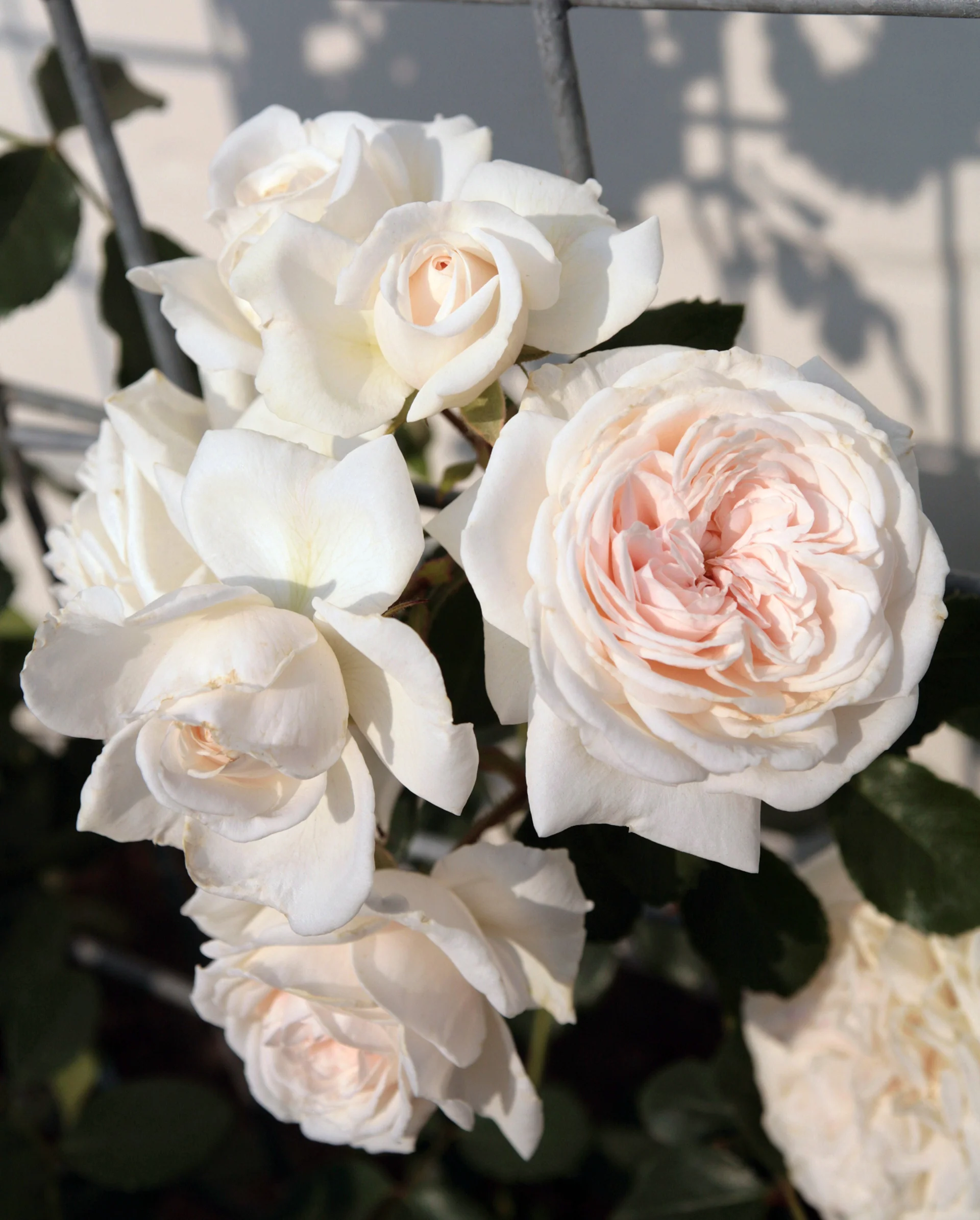 Arborose® Honeymoon™ - Kordes® Roses - Image 3