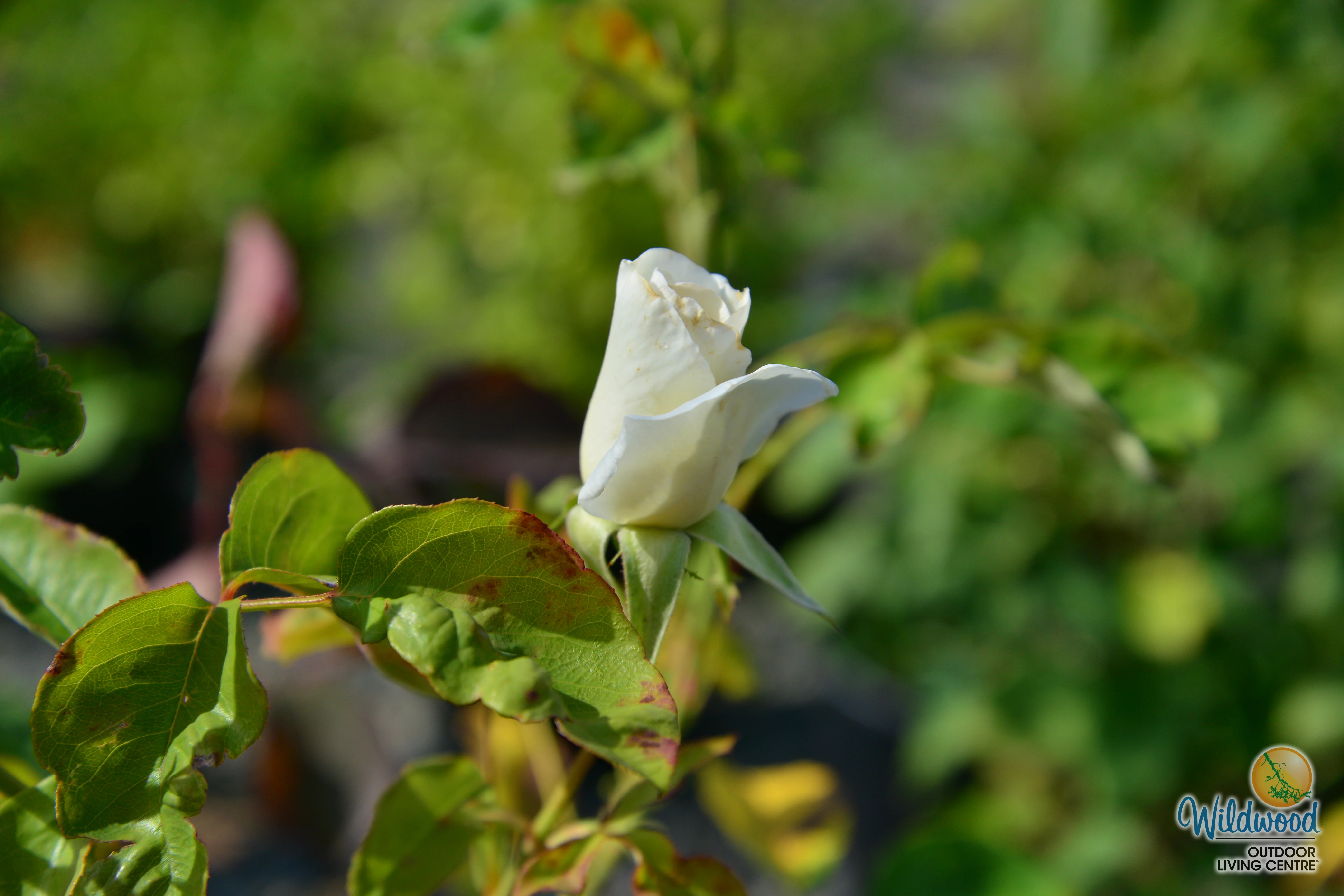 Honor - Star Roses and Plants - Image 11