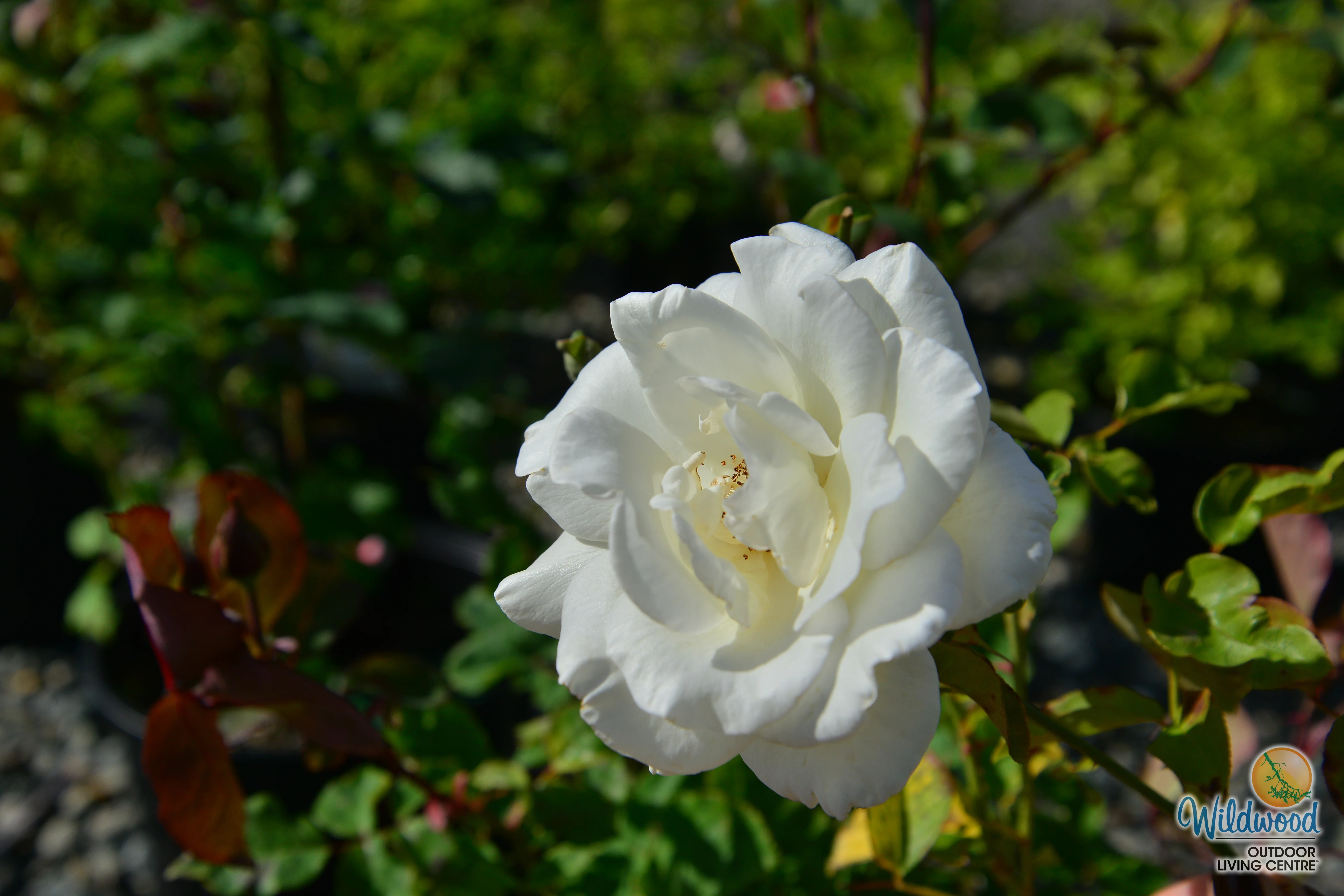 Honor - Star Roses and Plants - Image 12