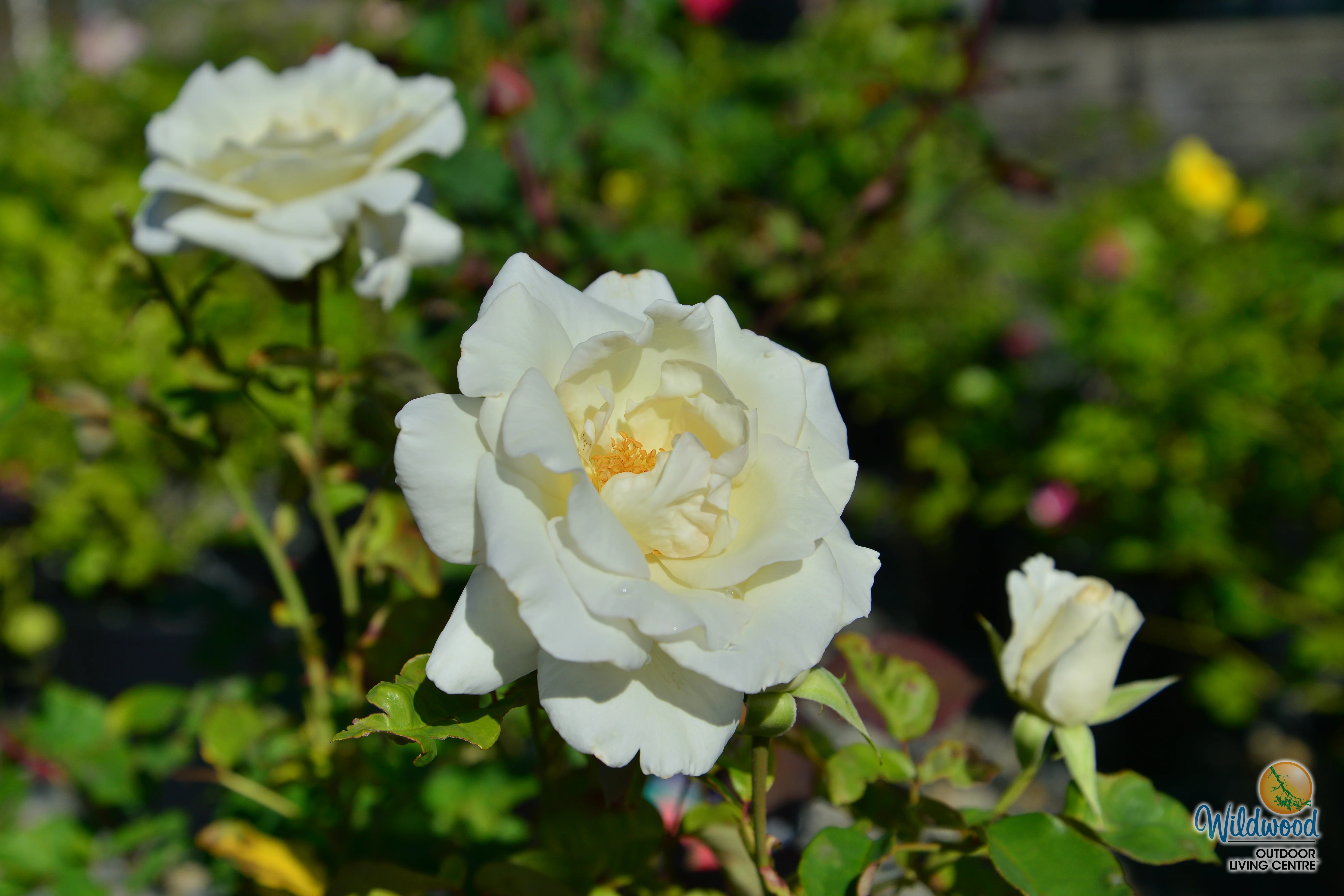 Honor - Star Roses and Plants - Image 3