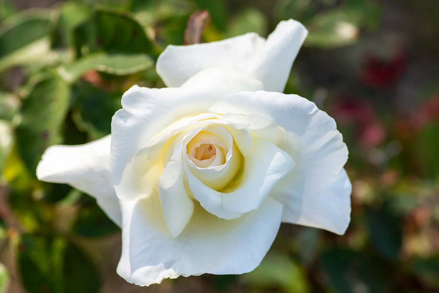 Honor - Star Roses and Plants - Image 7