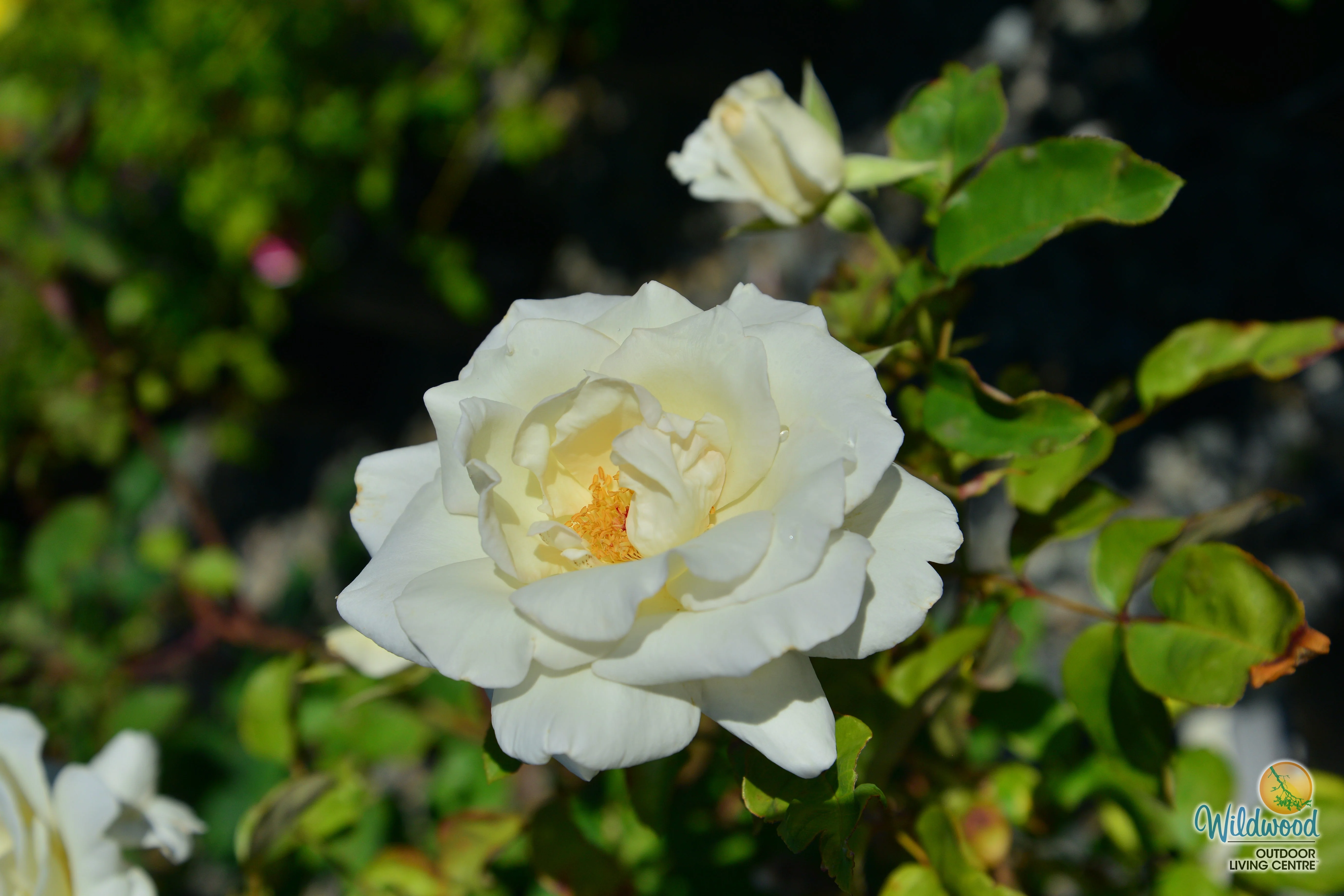 Honor - Star Roses and Plants - Image 9