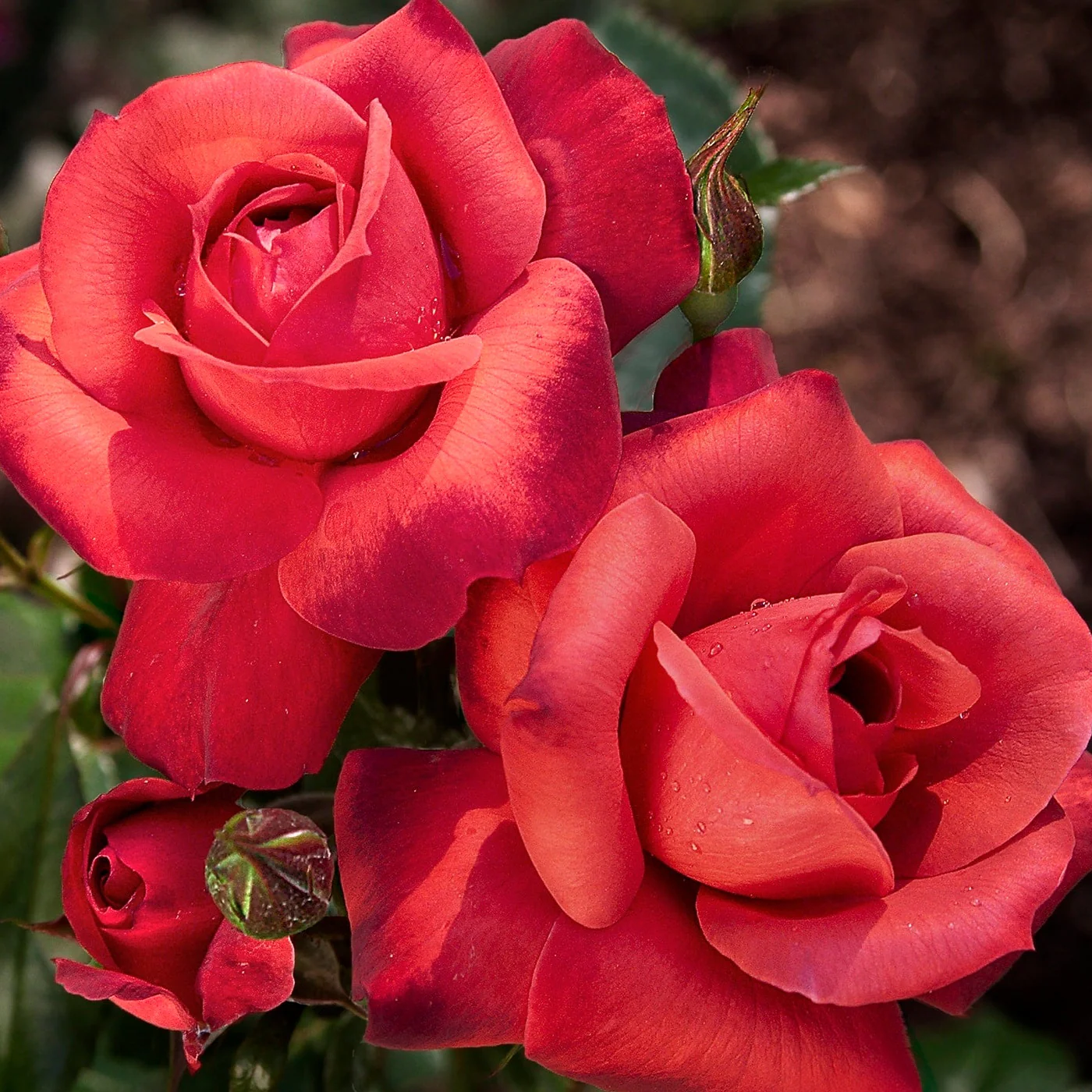 Hot Cocoa - Star Roses and Plants