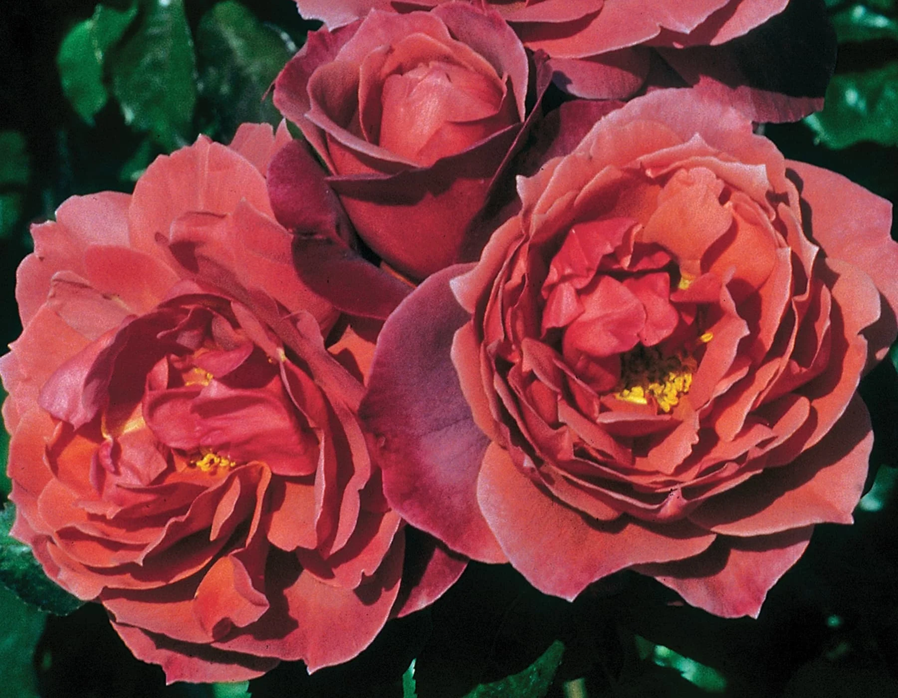 Hot Cocoa - Star Roses and Plants - Image 2