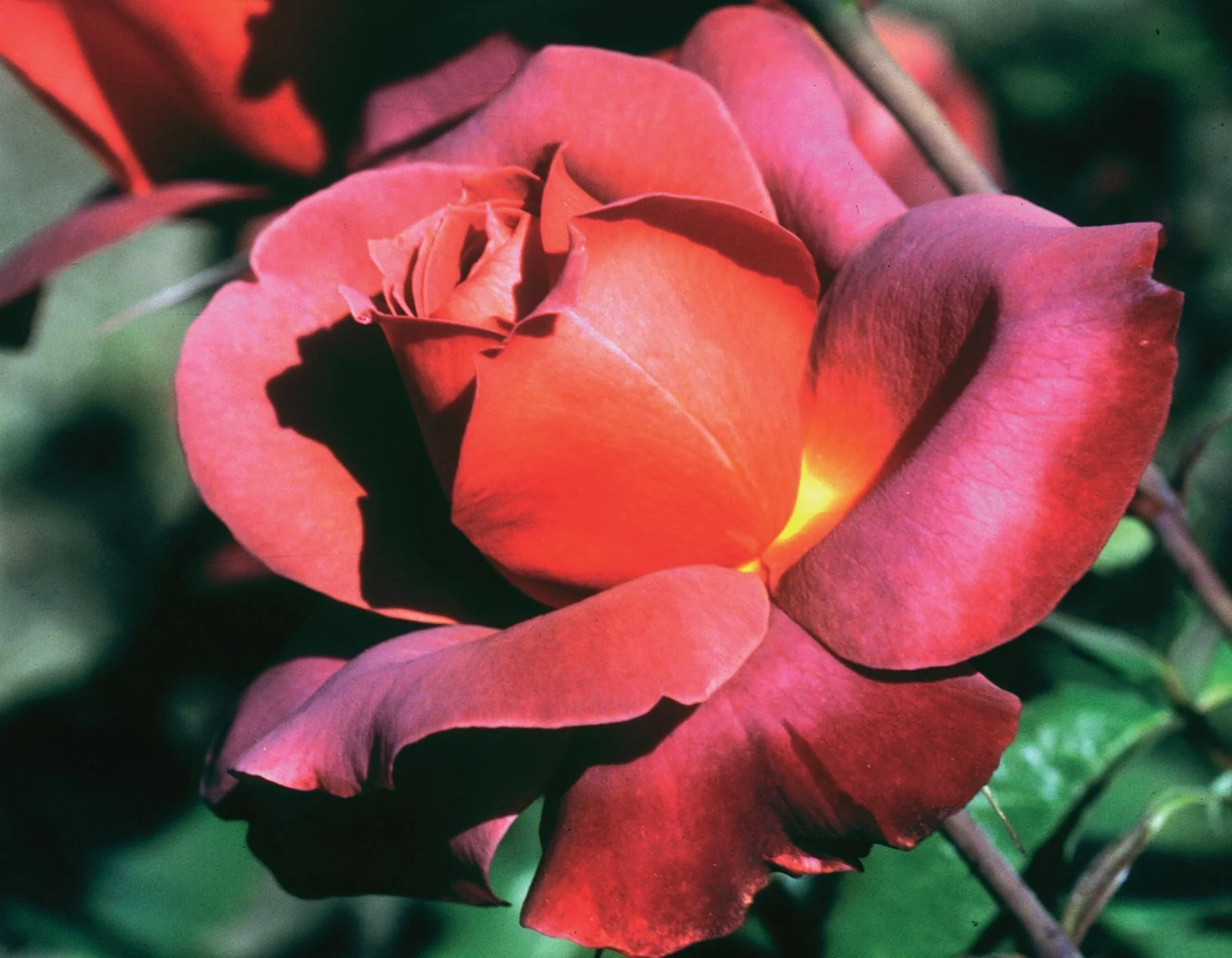 Hot Cocoa - Star Roses and Plants - Image 3