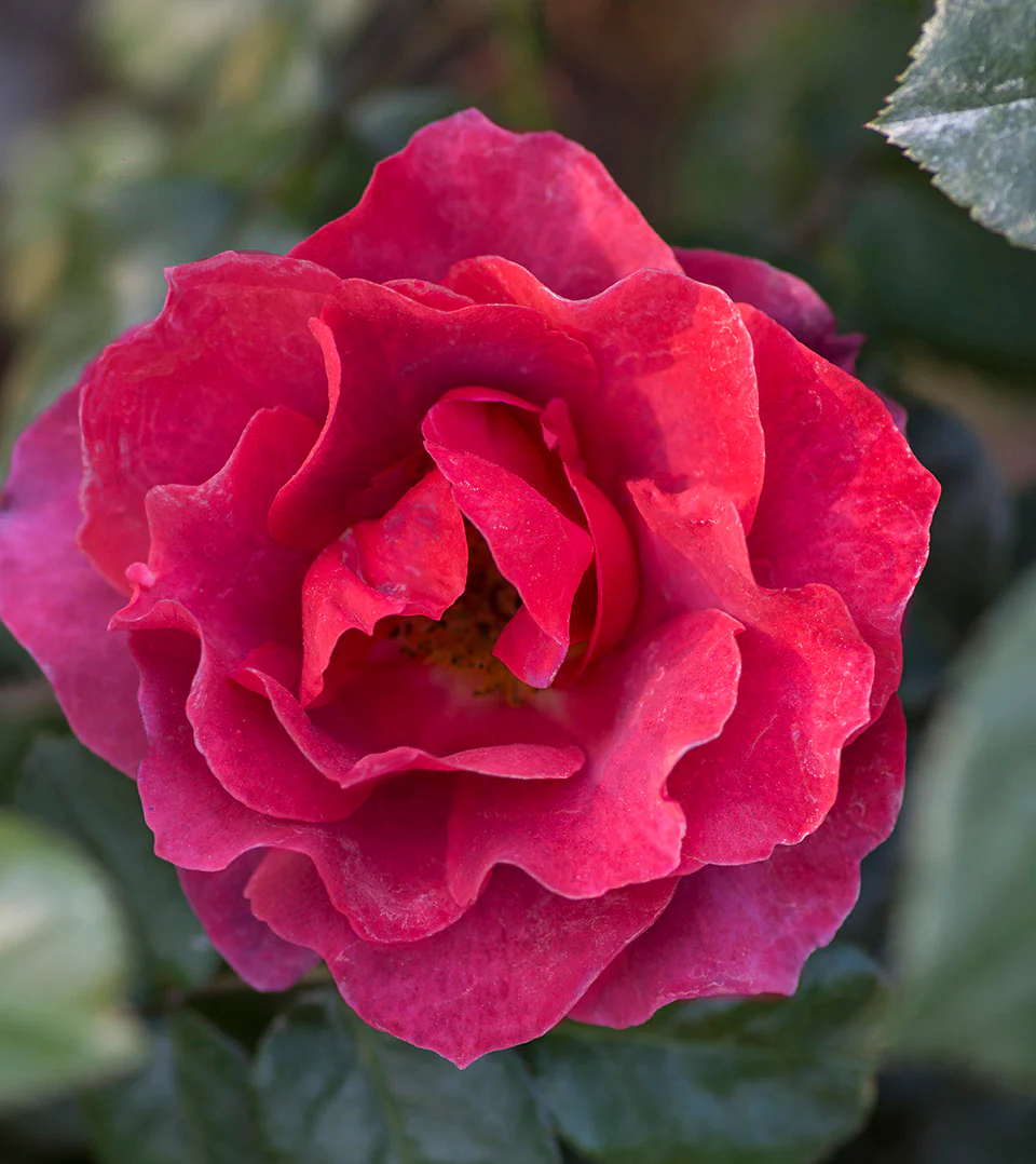 Hot Cocoa - Star Roses and Plants - Image 4