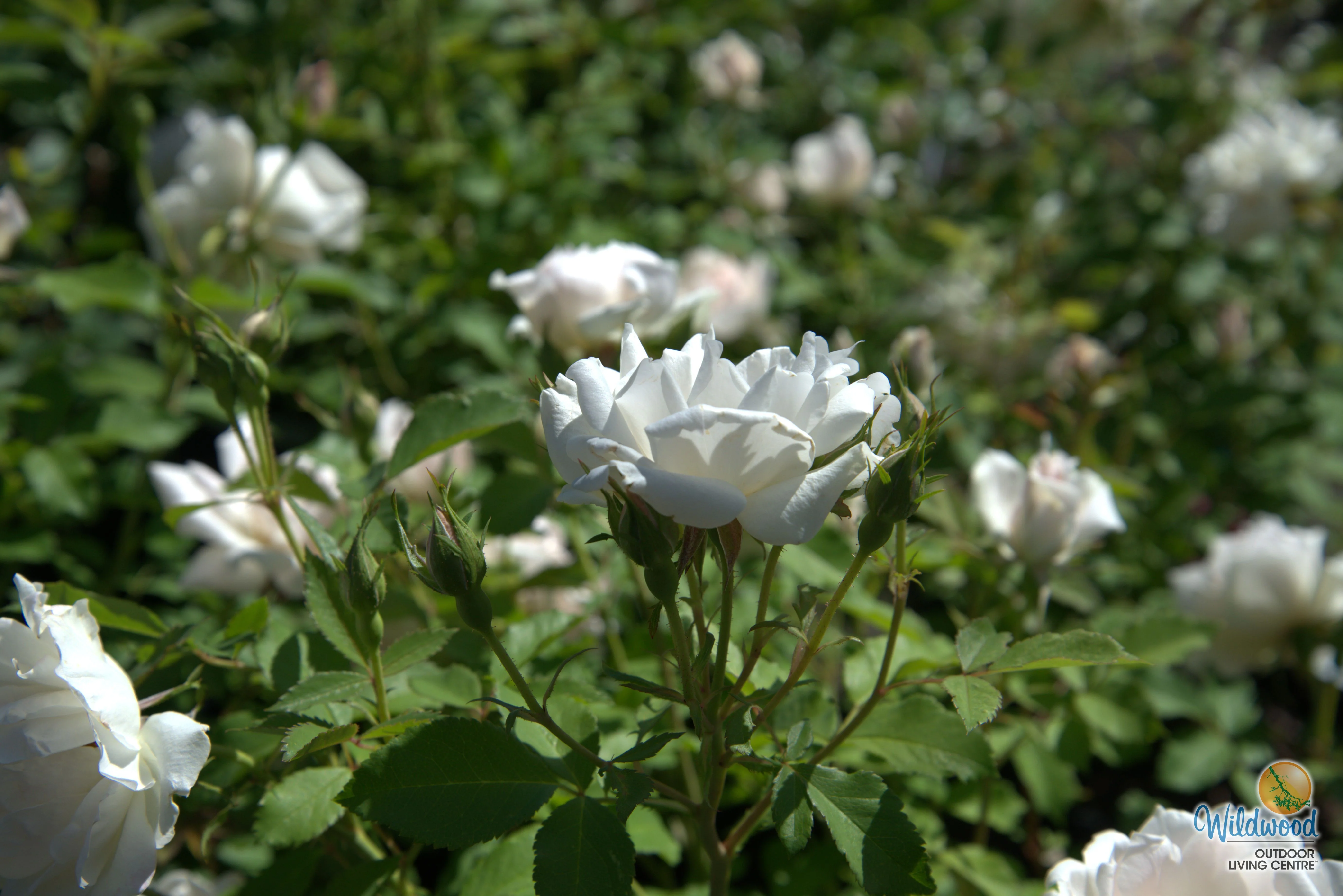 Icecap - Star Roses and Plants - Image 4