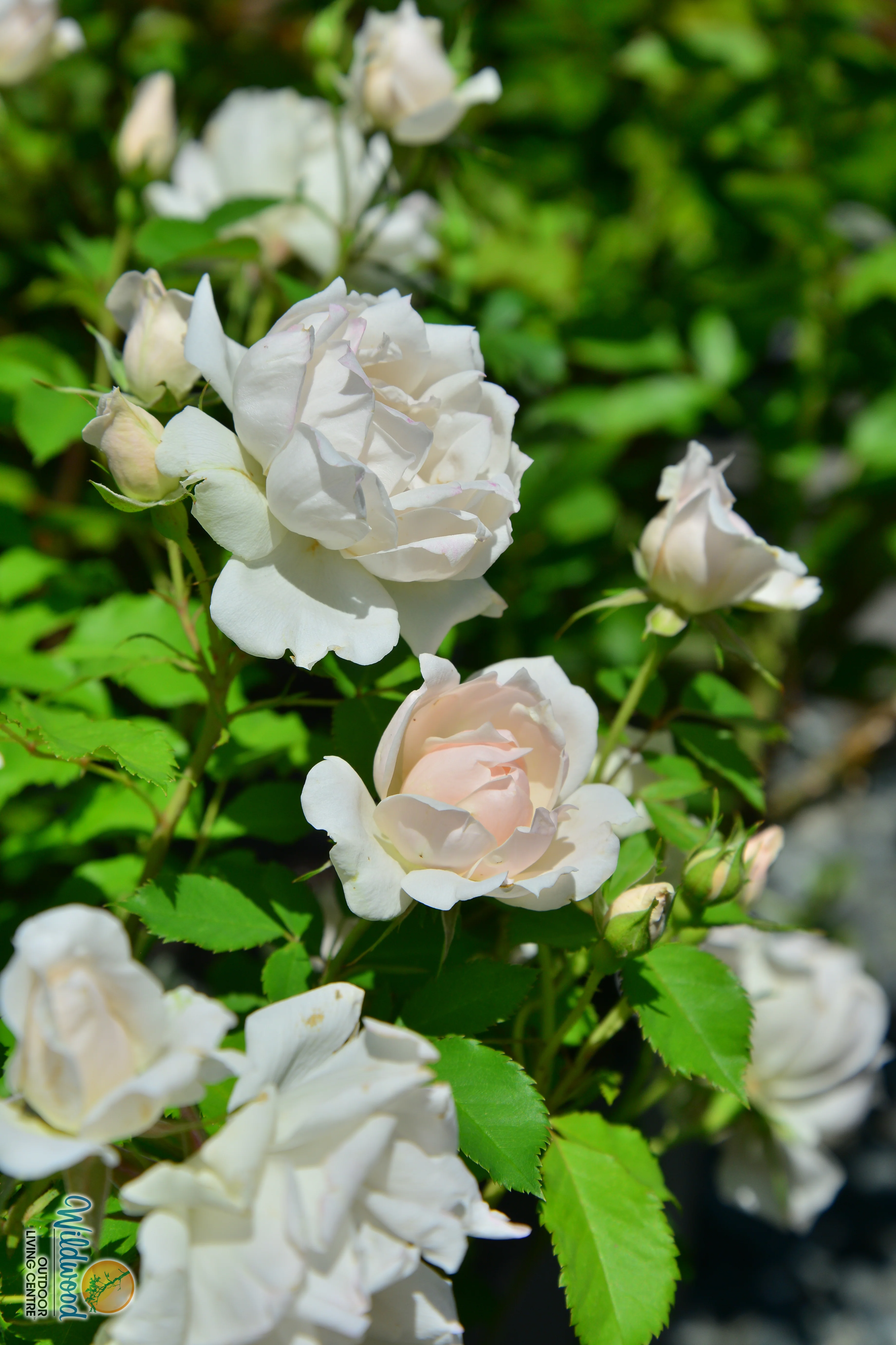 Icecap - Star Roses and Plants - Image 8