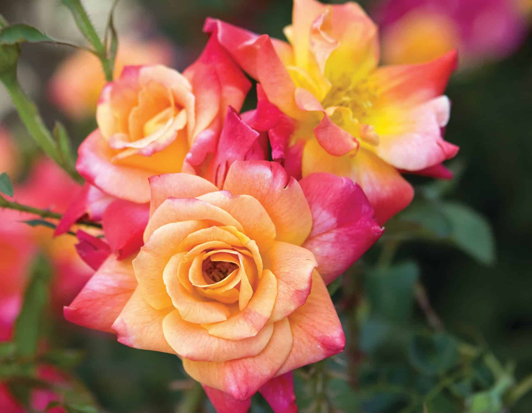 Joseph's Coat - Star Roses and Plants - Image 2