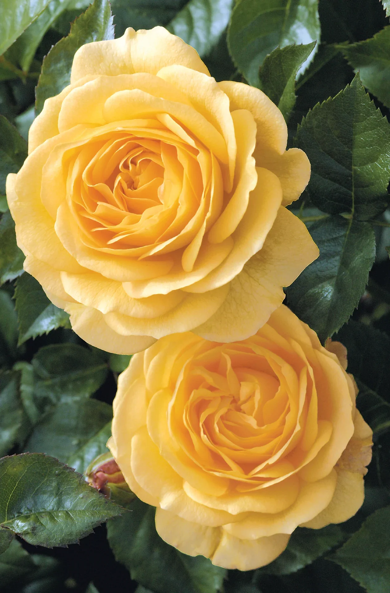Julia Child - Star Roses and Plants - Image 2