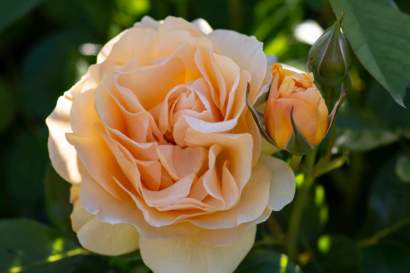 Julia Child - Star Roses and Plants - Image 3