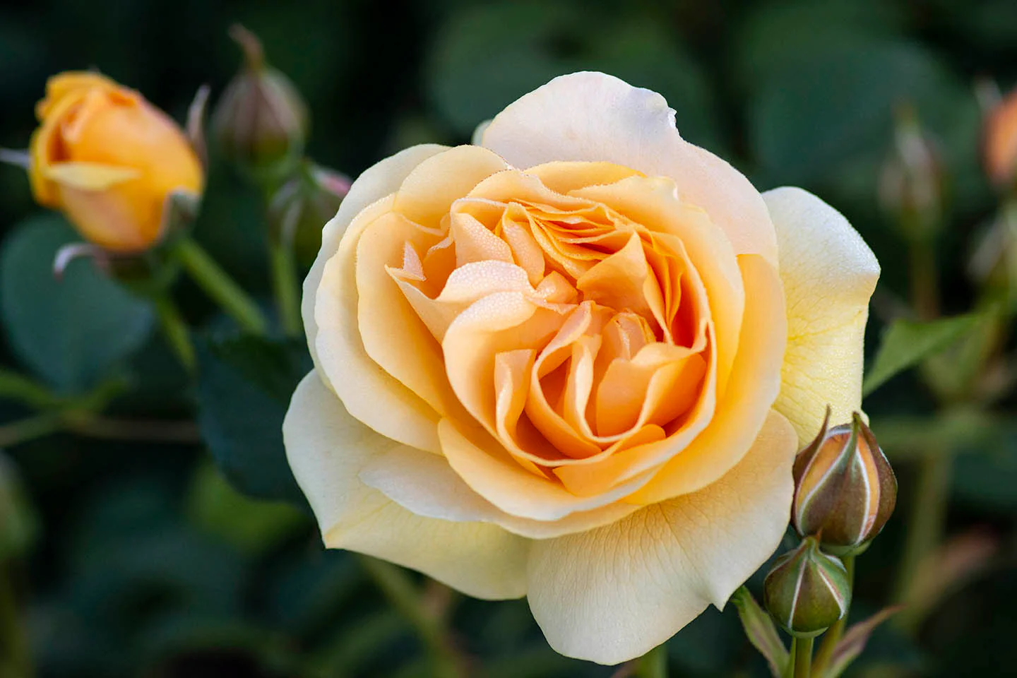 Julia Child - Star Roses and Plants - Image 4