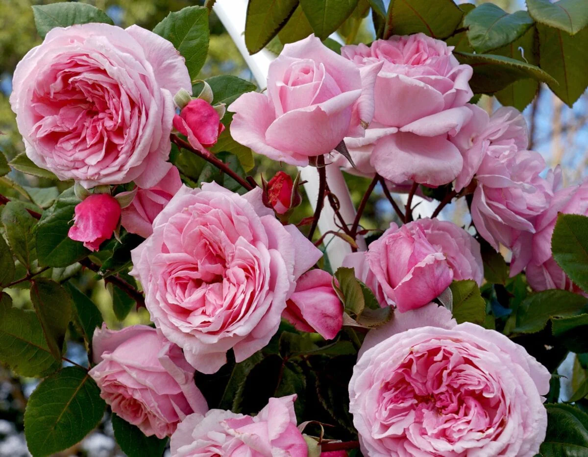 Arborose® Kiss Me Kate™ - Kordes® Roses - Image 2