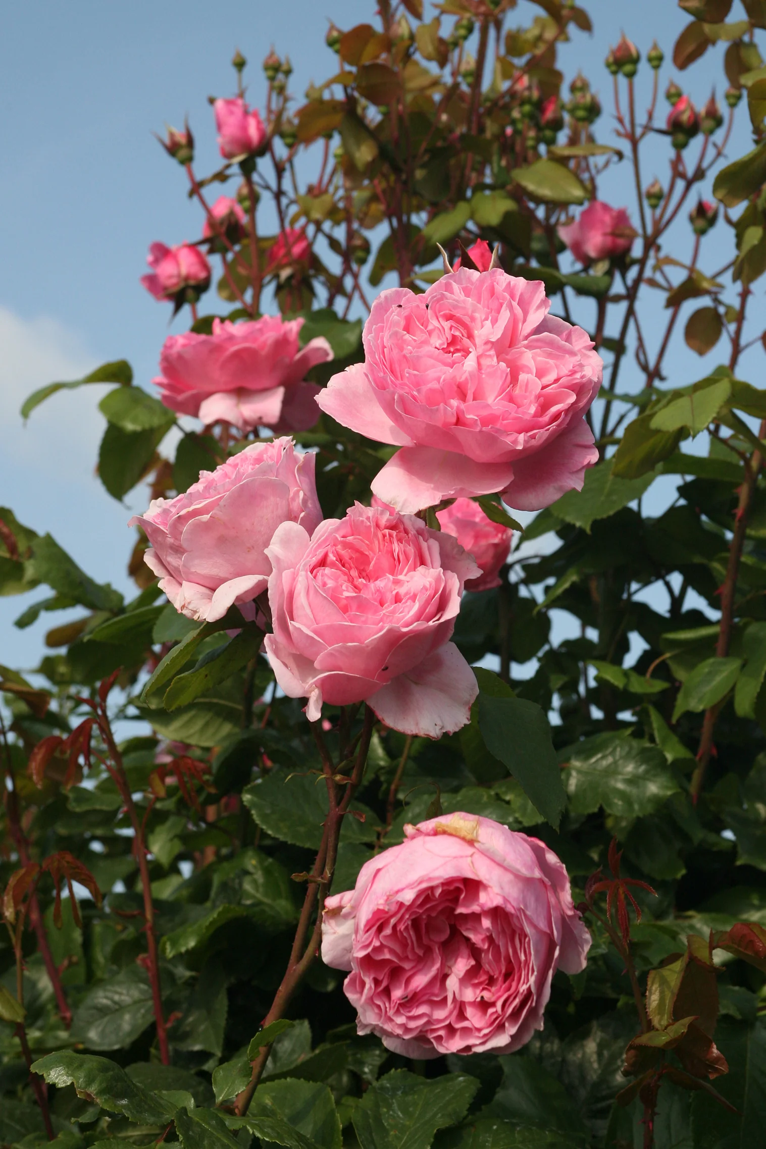 Arborose® Kiss Me Kate™ - Kordes® Roses - Image 3