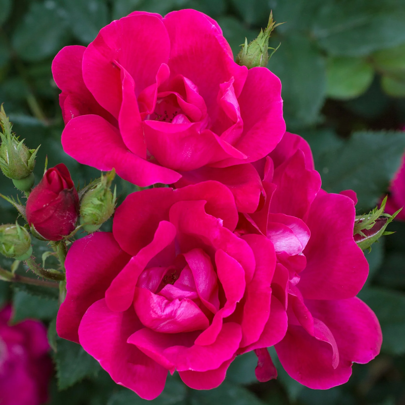 Knock Out - Star Roses and Plants