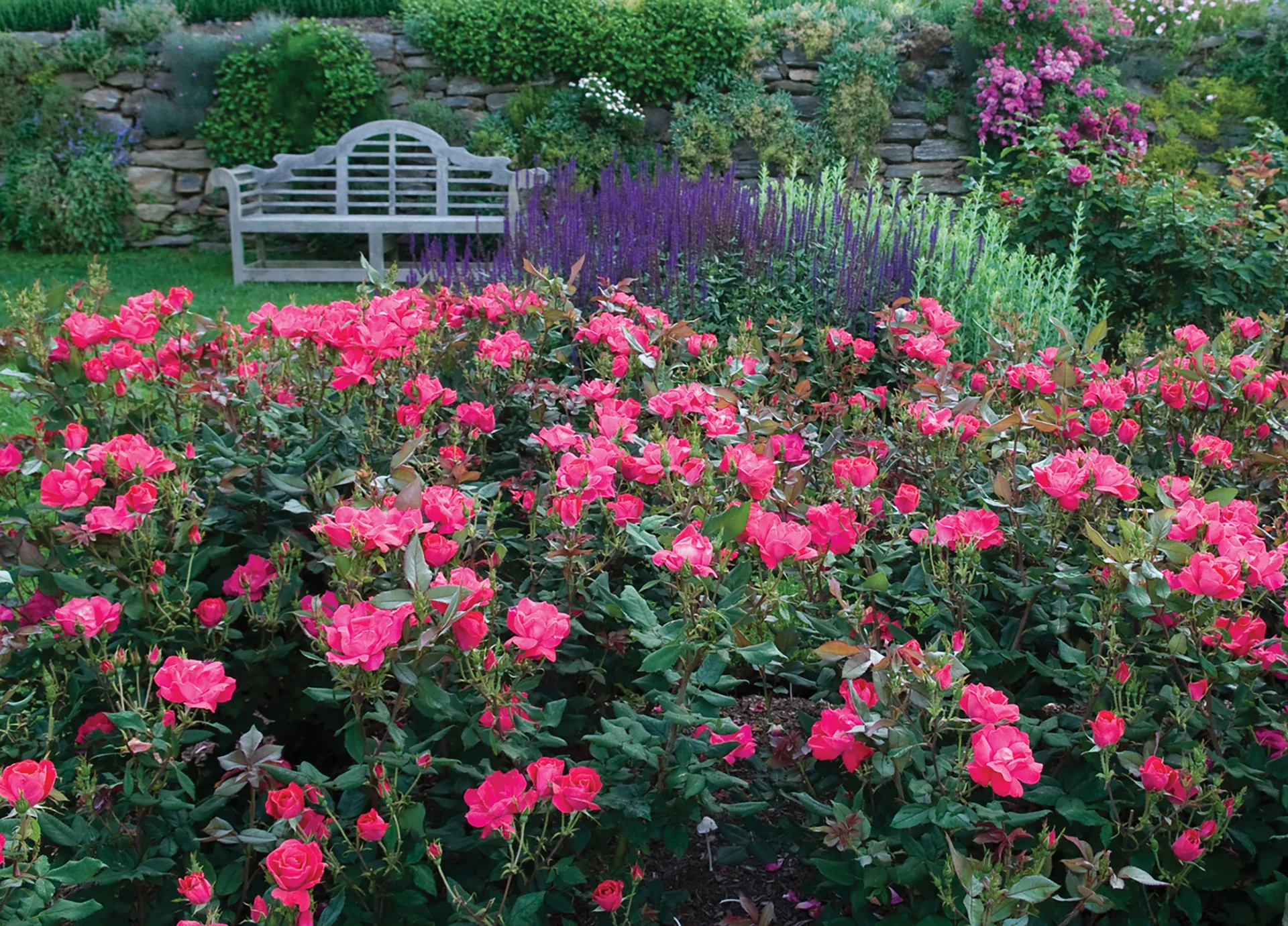 Knock Out - Star Roses and Plants - Image 2