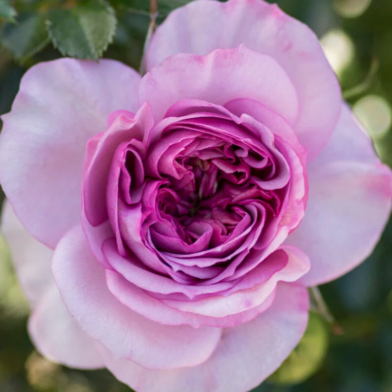 Veranda® Lavender™ - Kordes® Roses