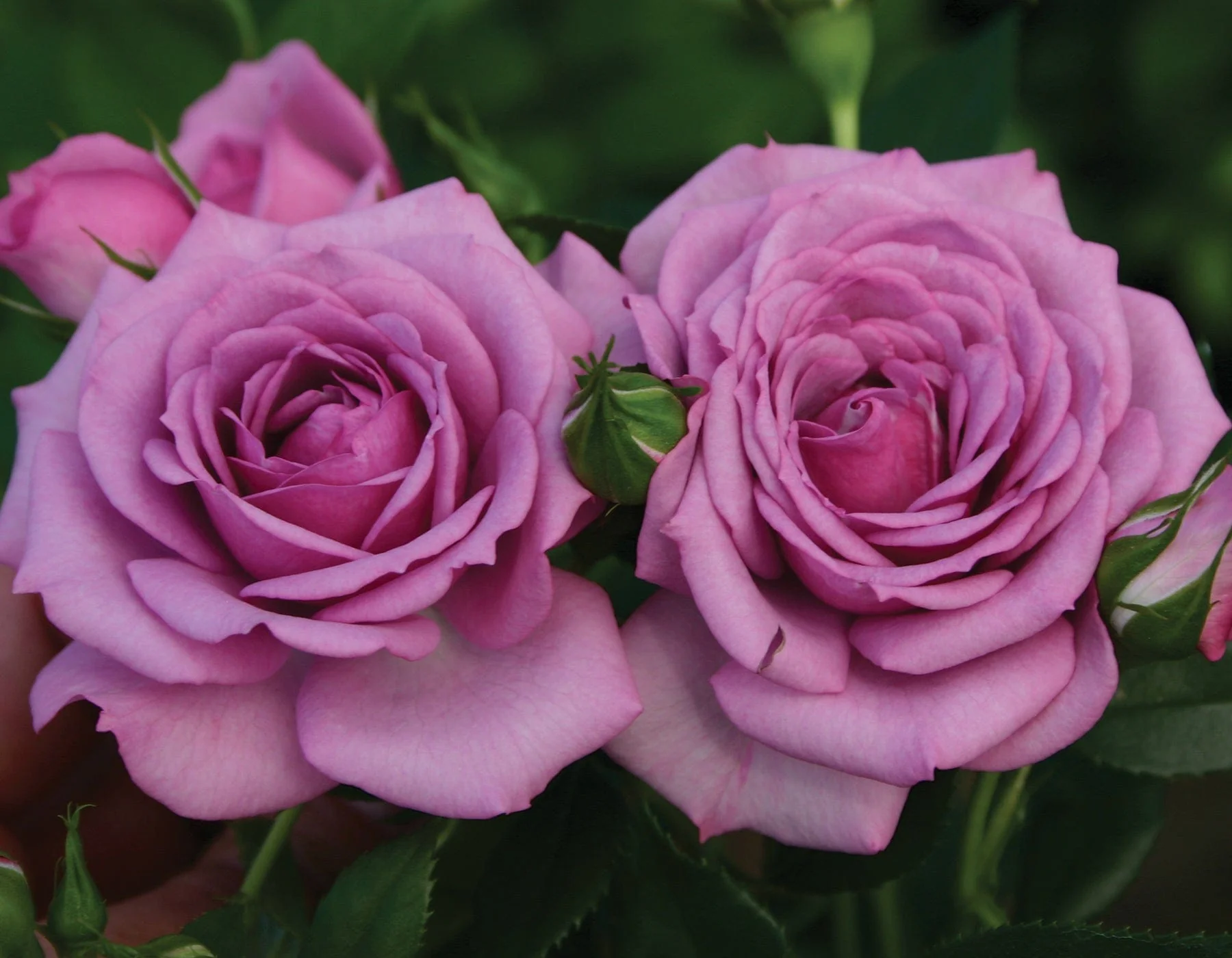 Veranda® Lavender™ - Kordes® Roses - Image 2