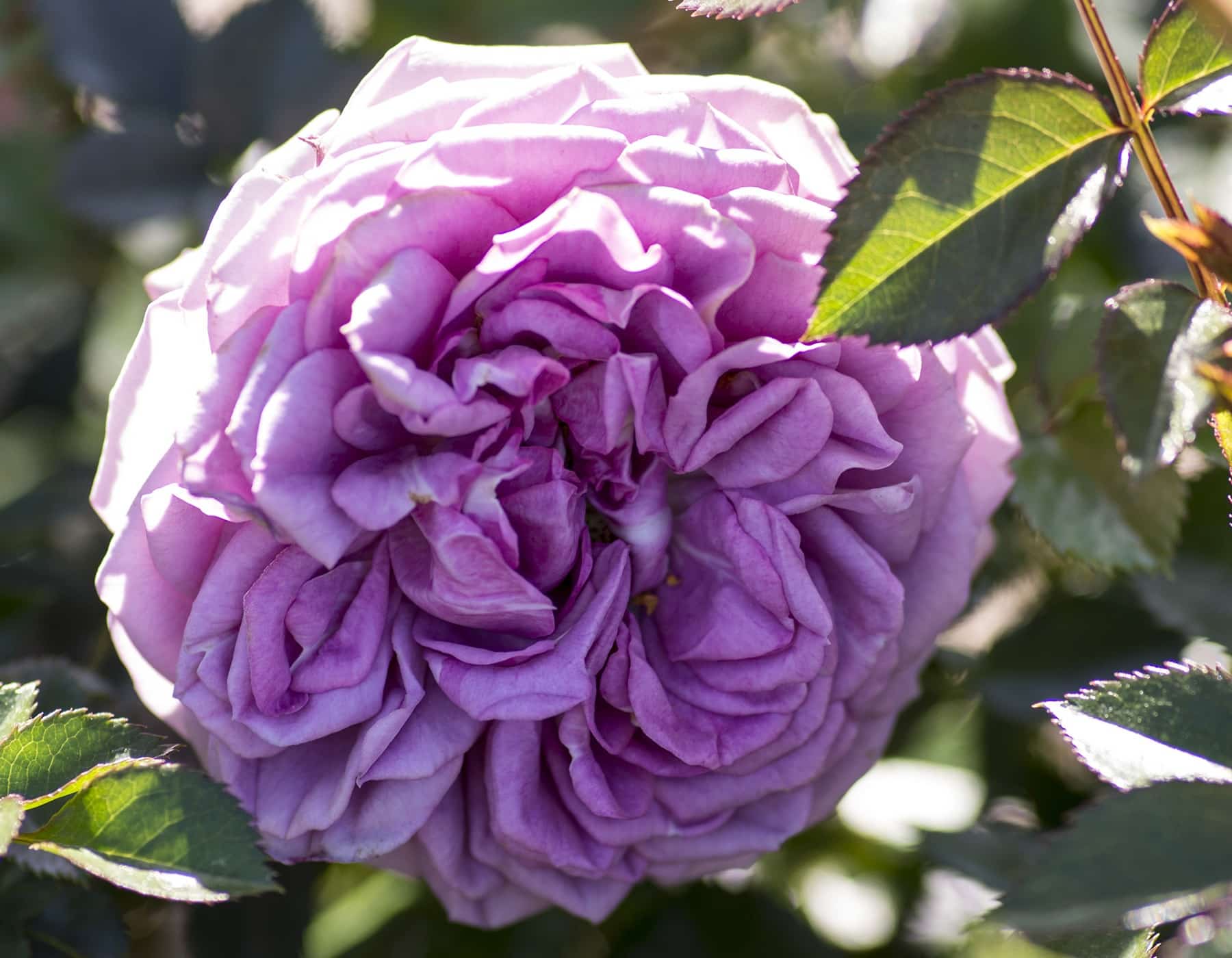 Veranda® Lavender™ - Kordes® Roses - Image 3